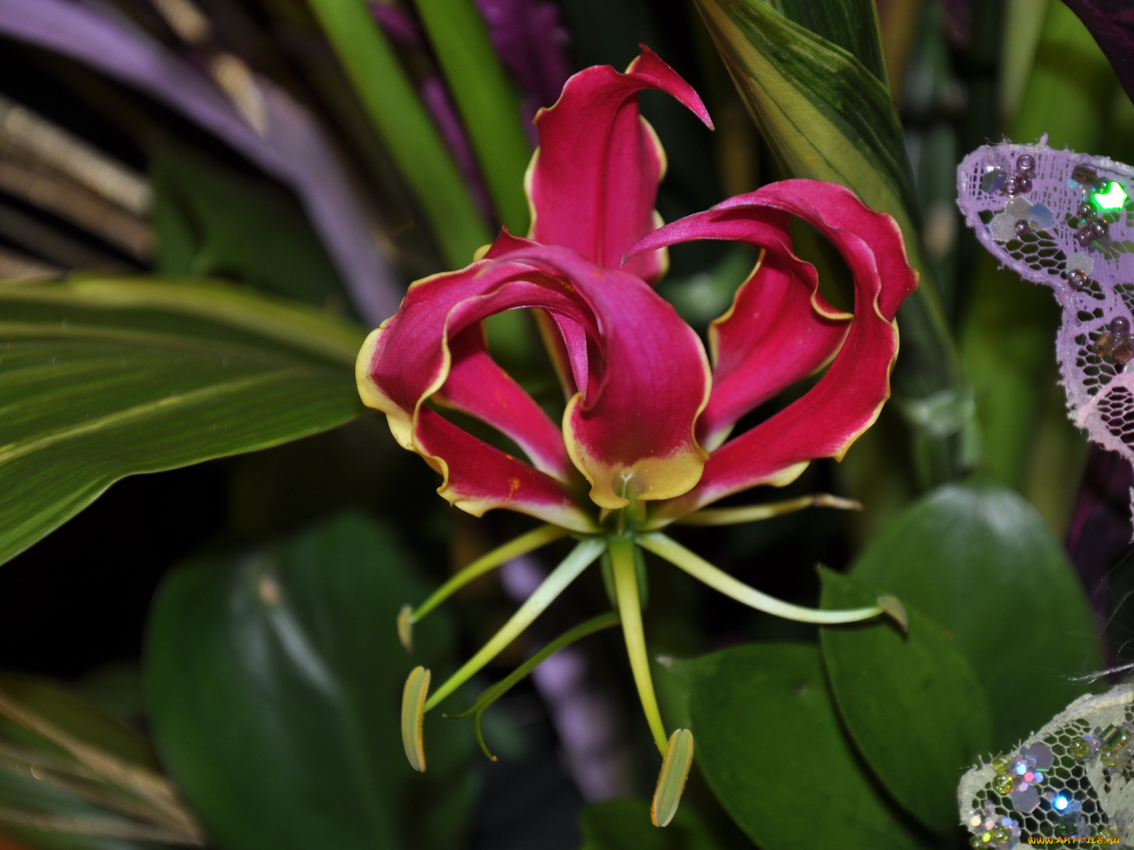 цветы, глориоза