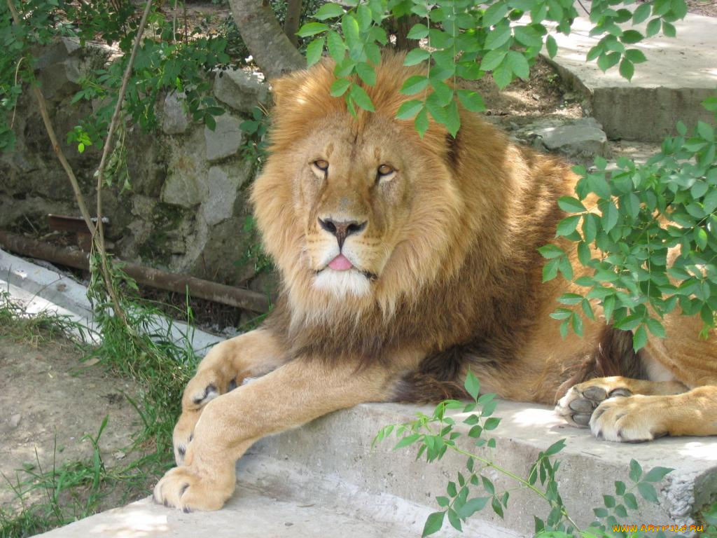животные, львы