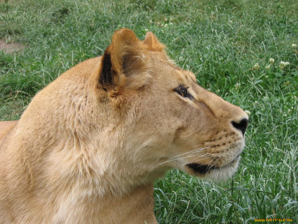 животные, львы
