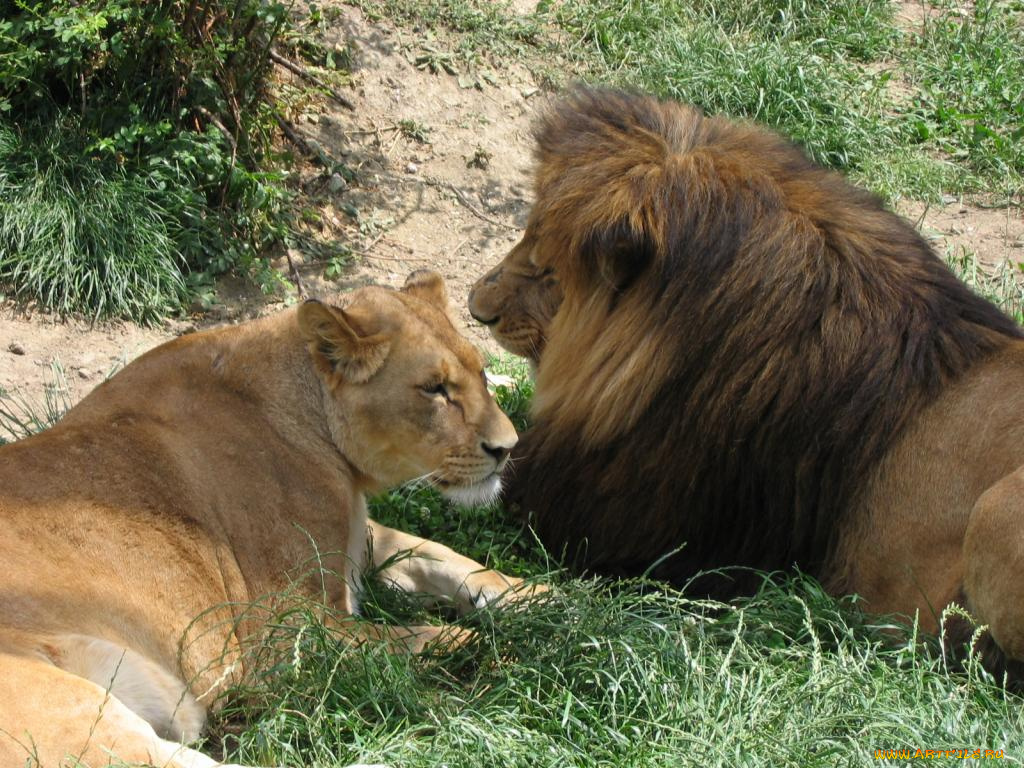животные, львы