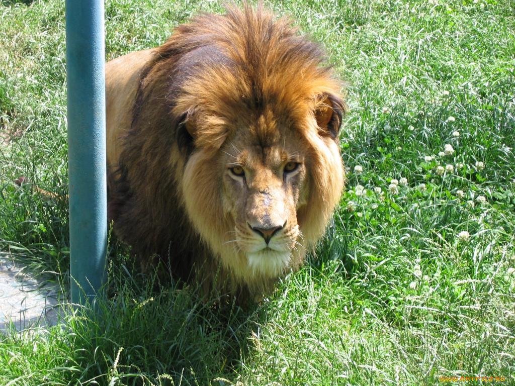 животные, львы