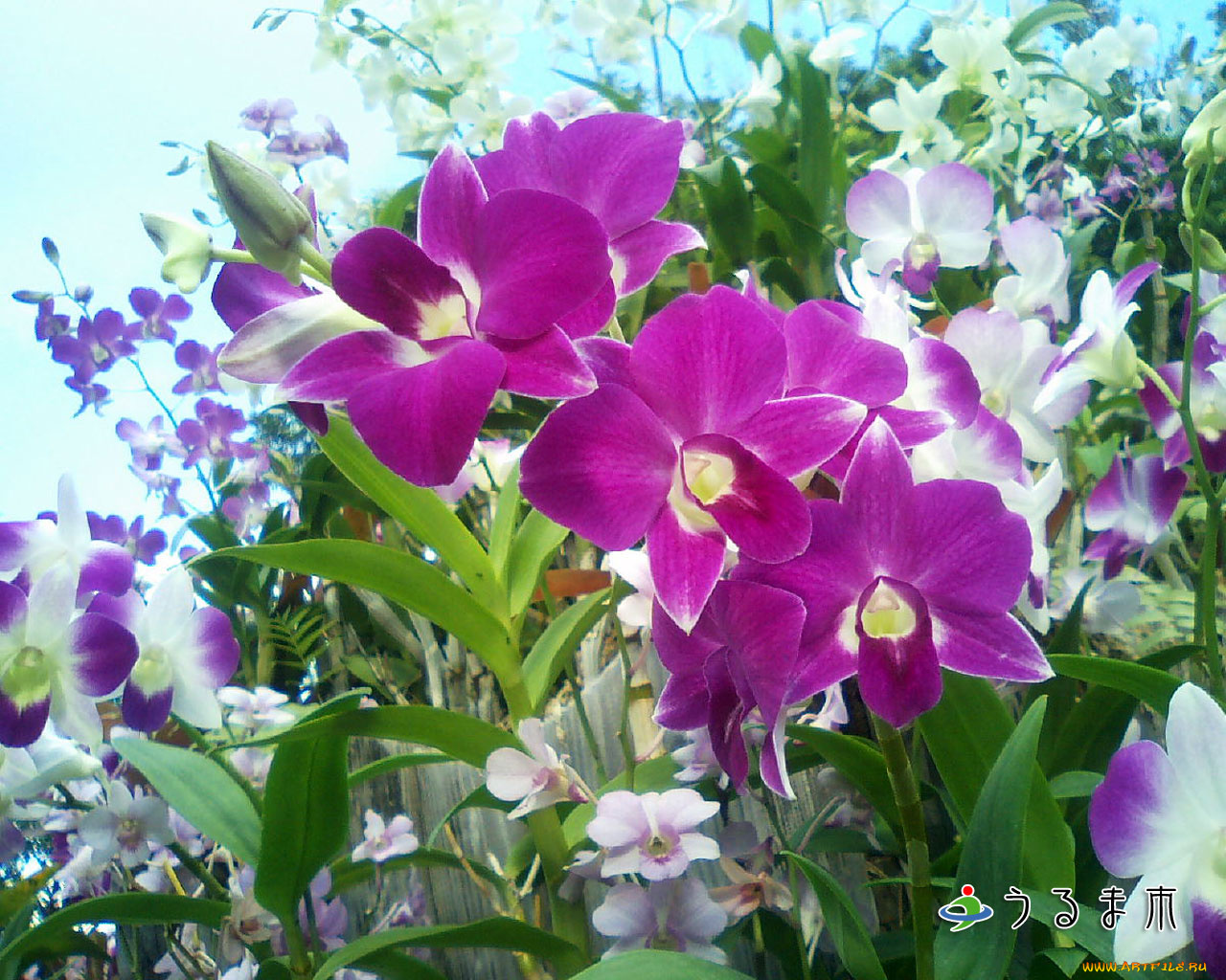 цветы, орхидеи