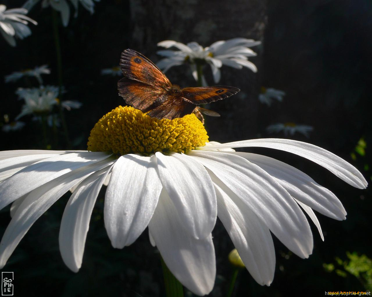 животные, бабочки