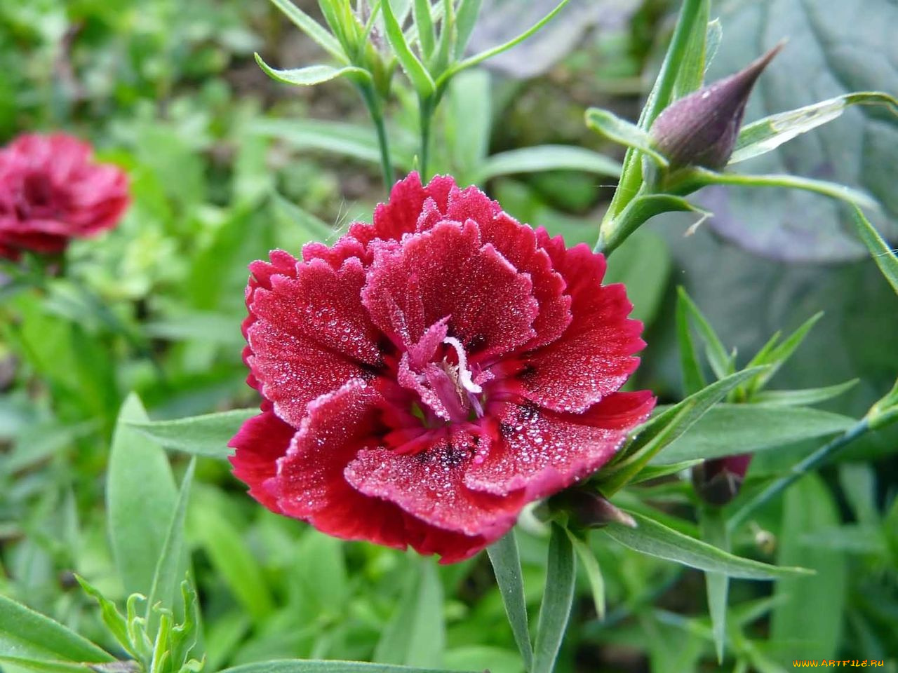 автор, виктор, алеветдинов, цветы, гвоздики