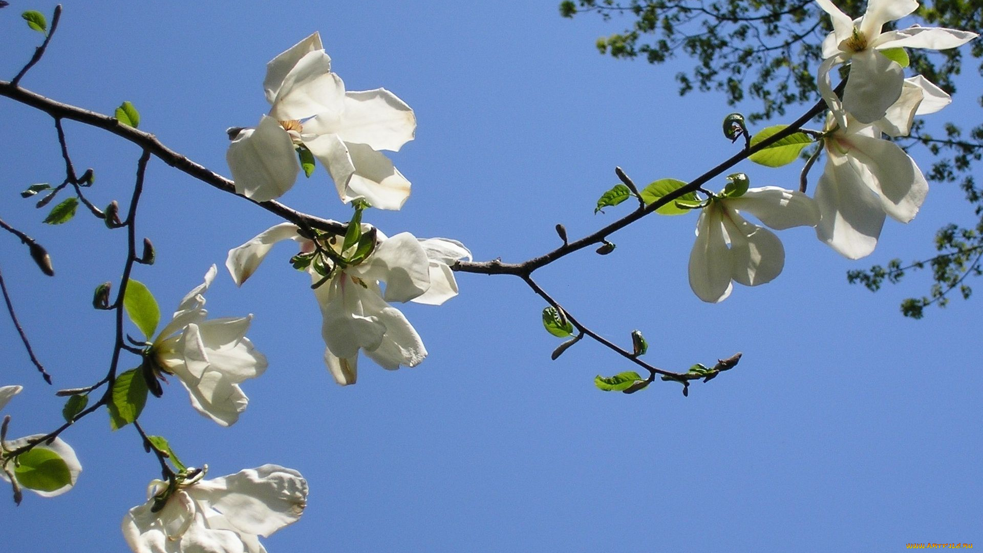 автор, светлана, самусь, цветы, магнолии