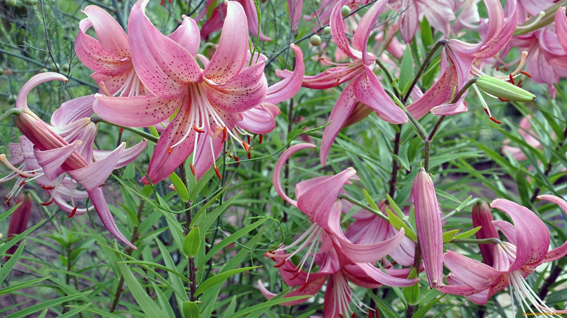 автор, виктор, алеветдинов, цветы, лилии, лилейники