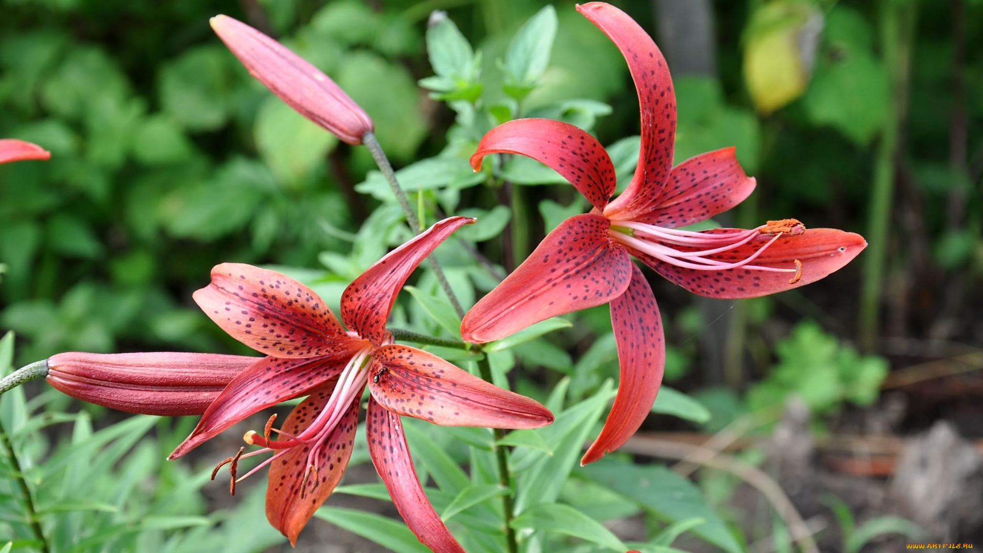 цветы, лилии, лилейники