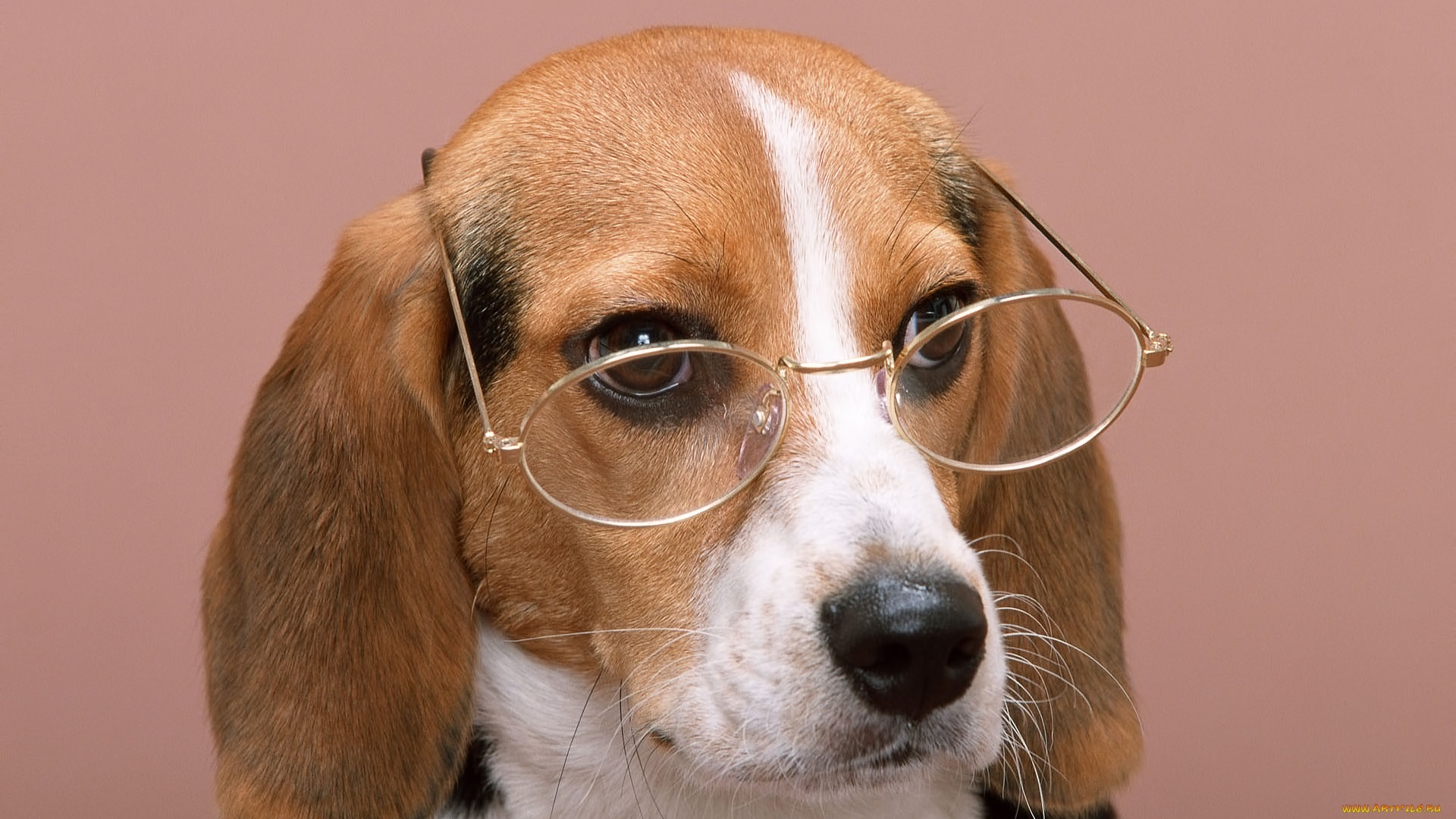 животные, собаки