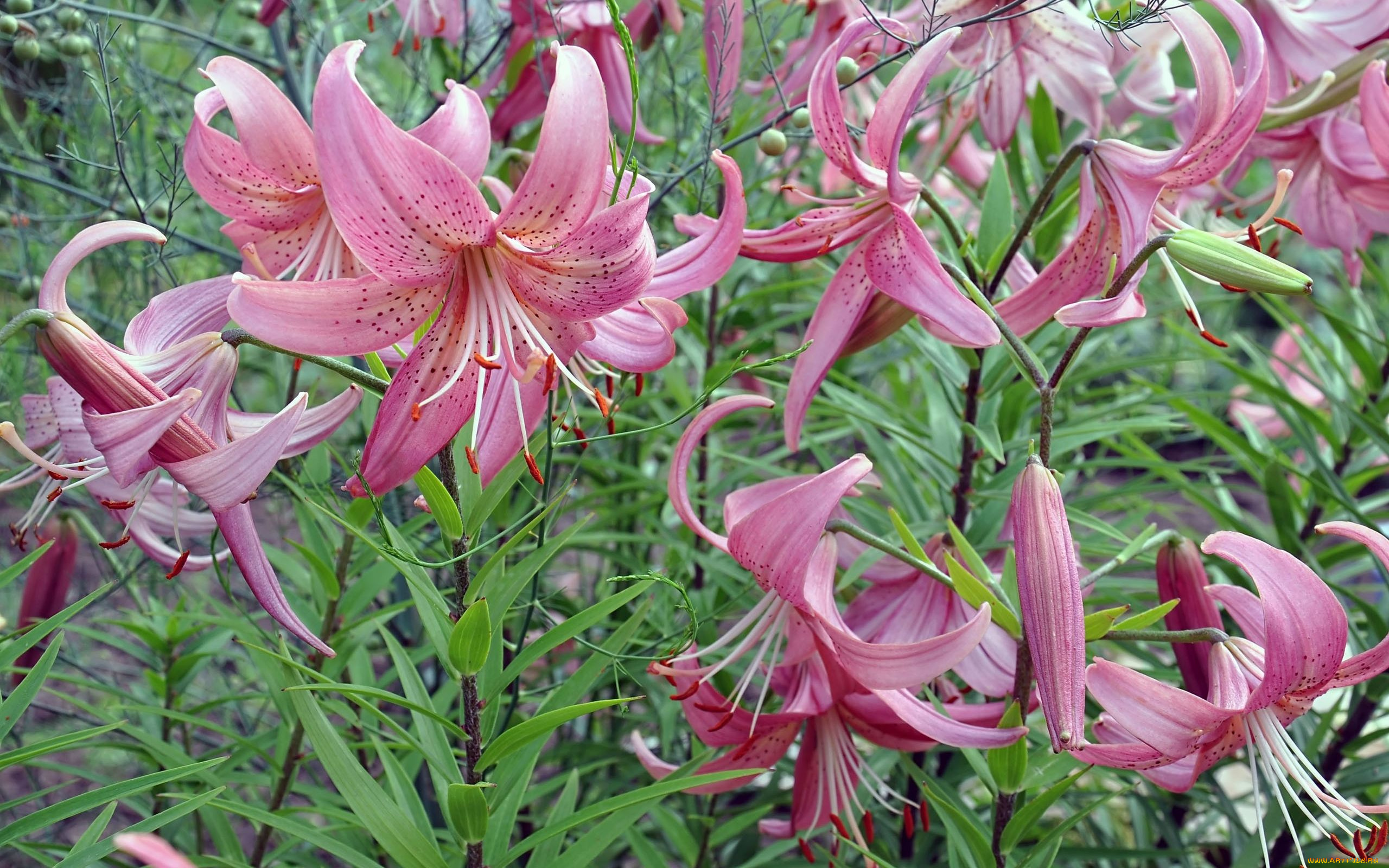 автор, виктор, алеветдинов, цветы, лилии, лилейники