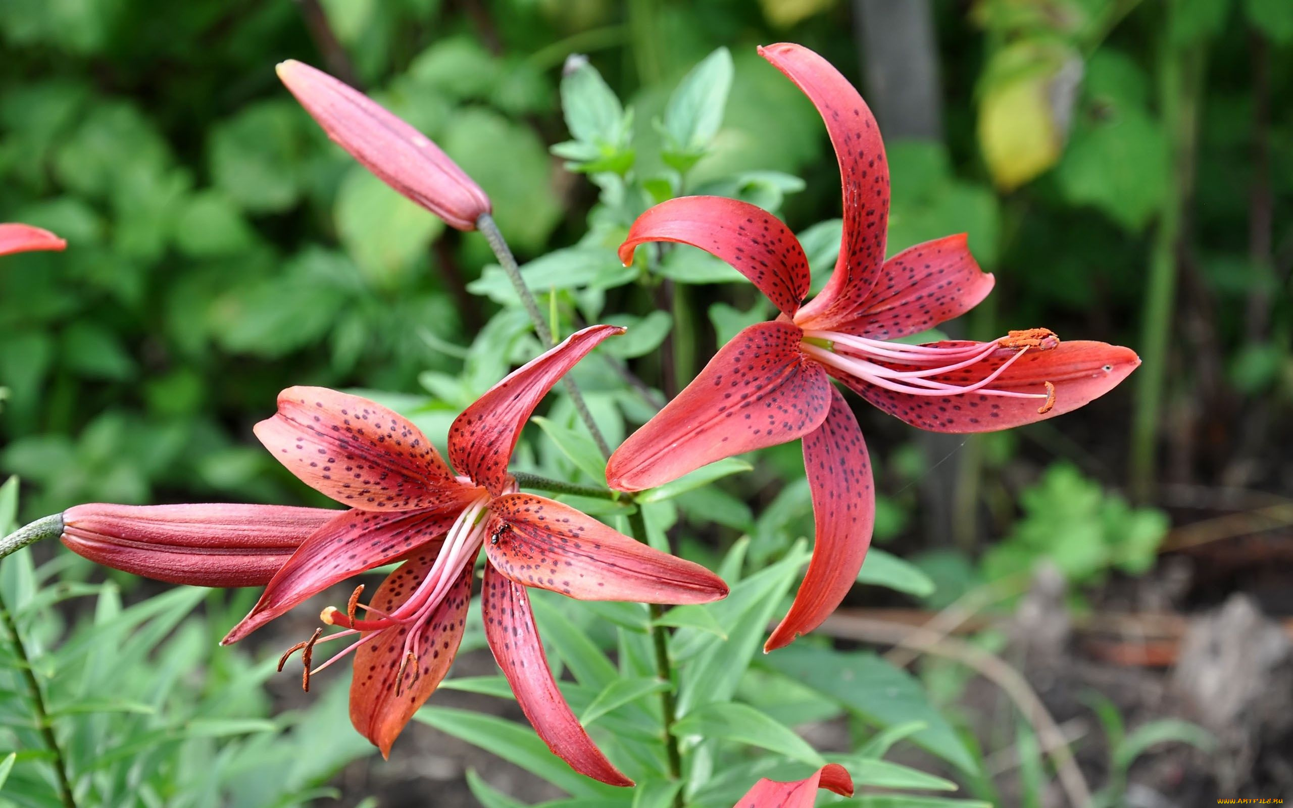 цветы, лилии, лилейники