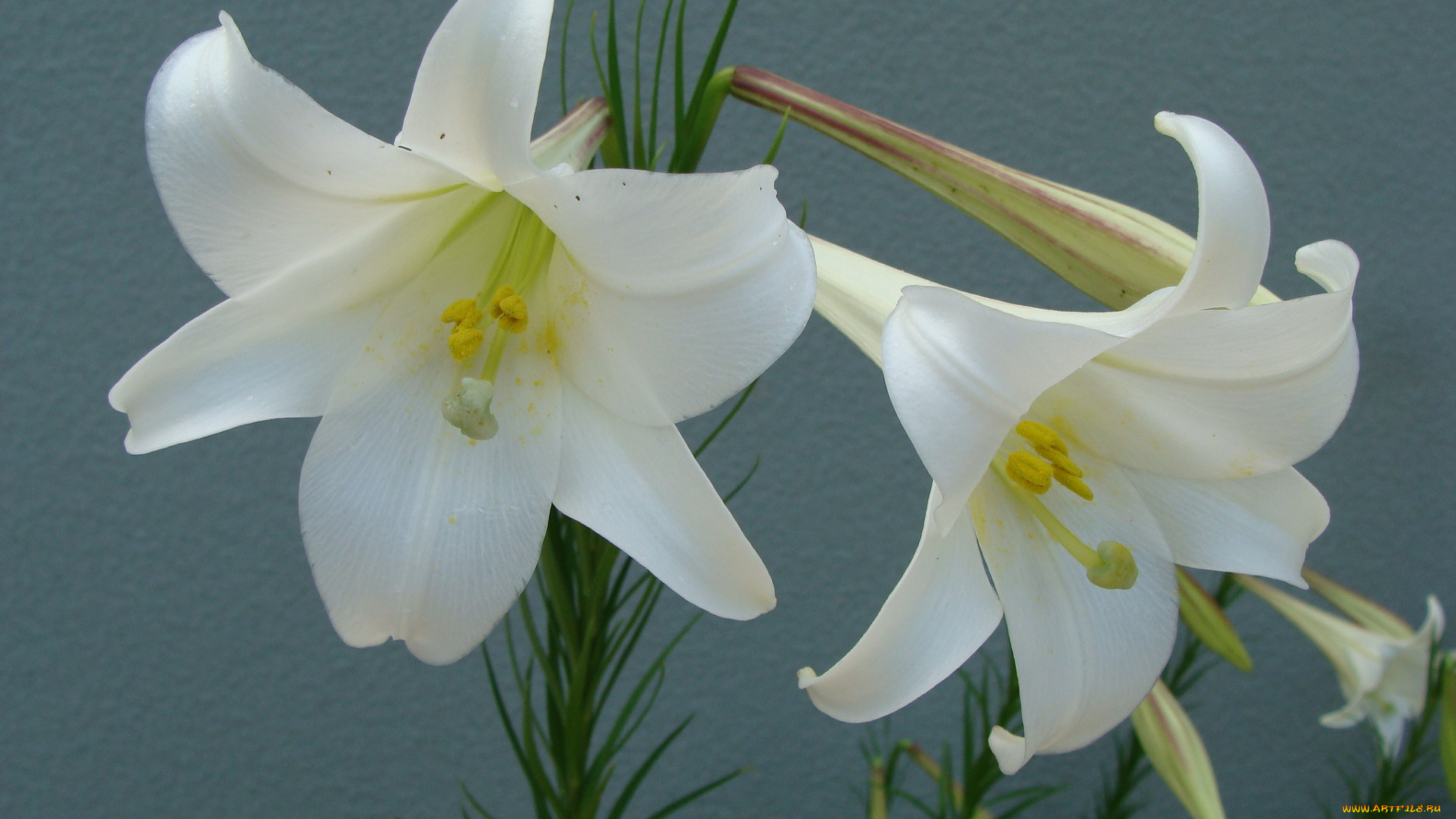 цветы, лилии, лилейники, синий, лепестки