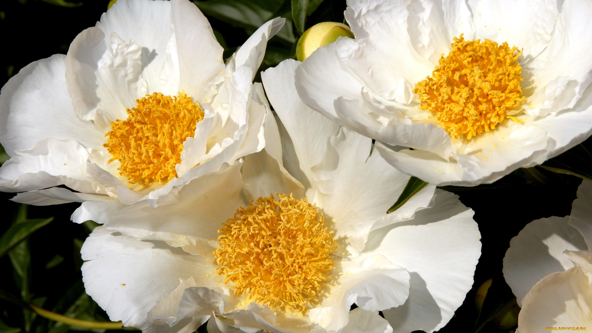 цветы, пионы, серединка, белый, большой