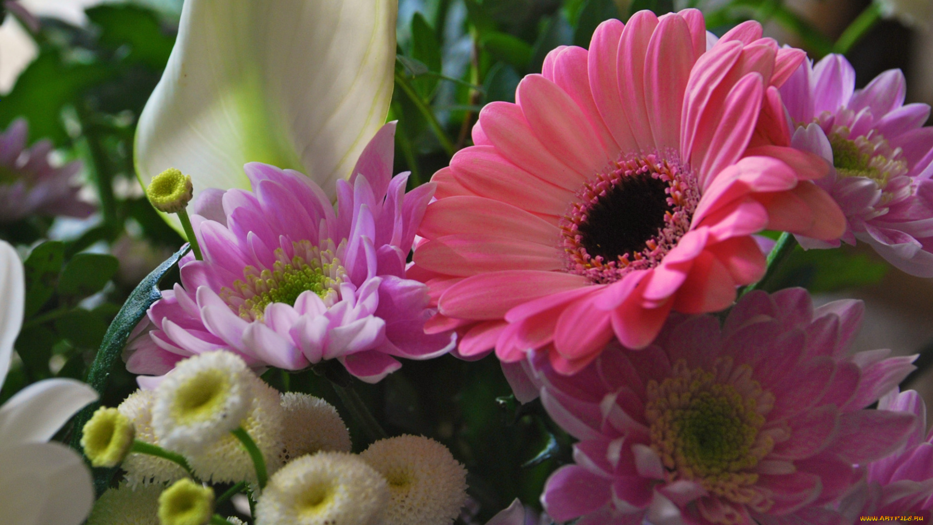 цветы, разные, вместе, много, лепестки