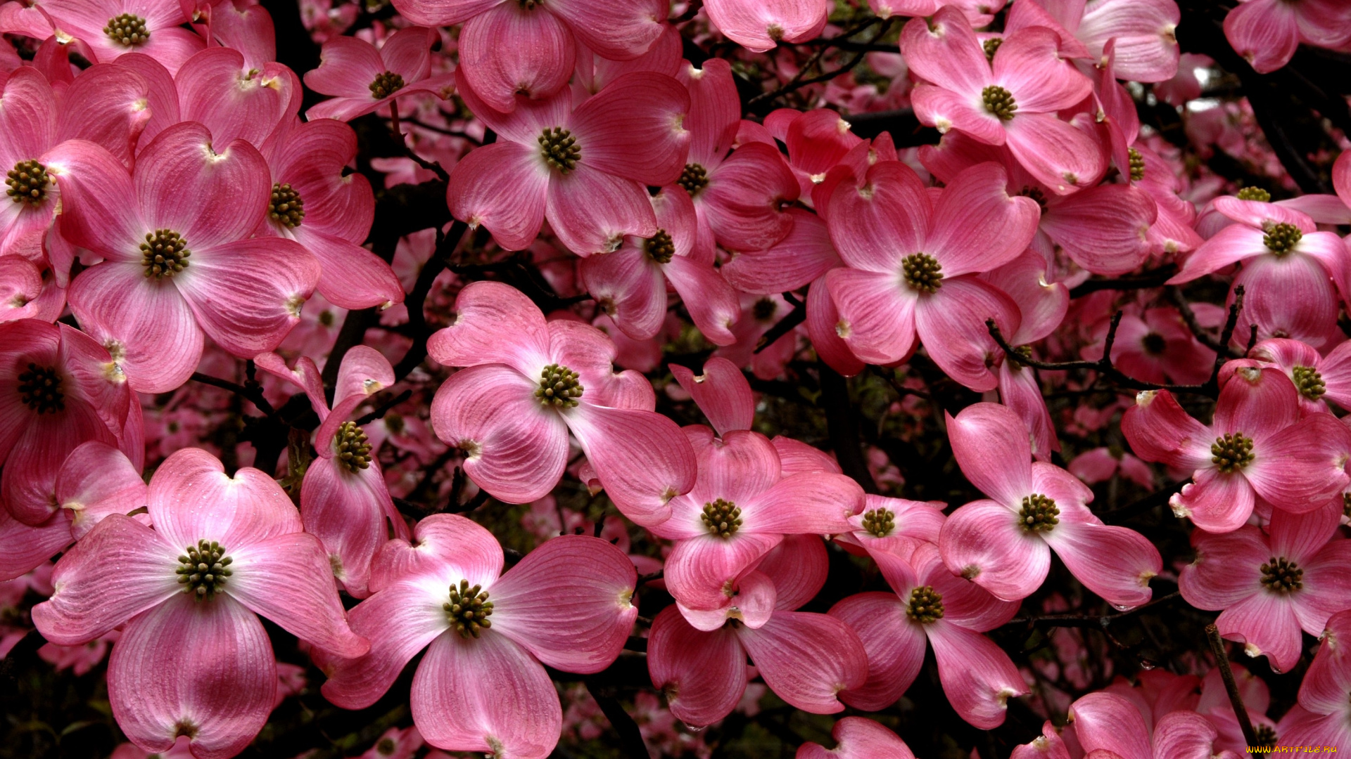 кизил, цветы, розовый, много