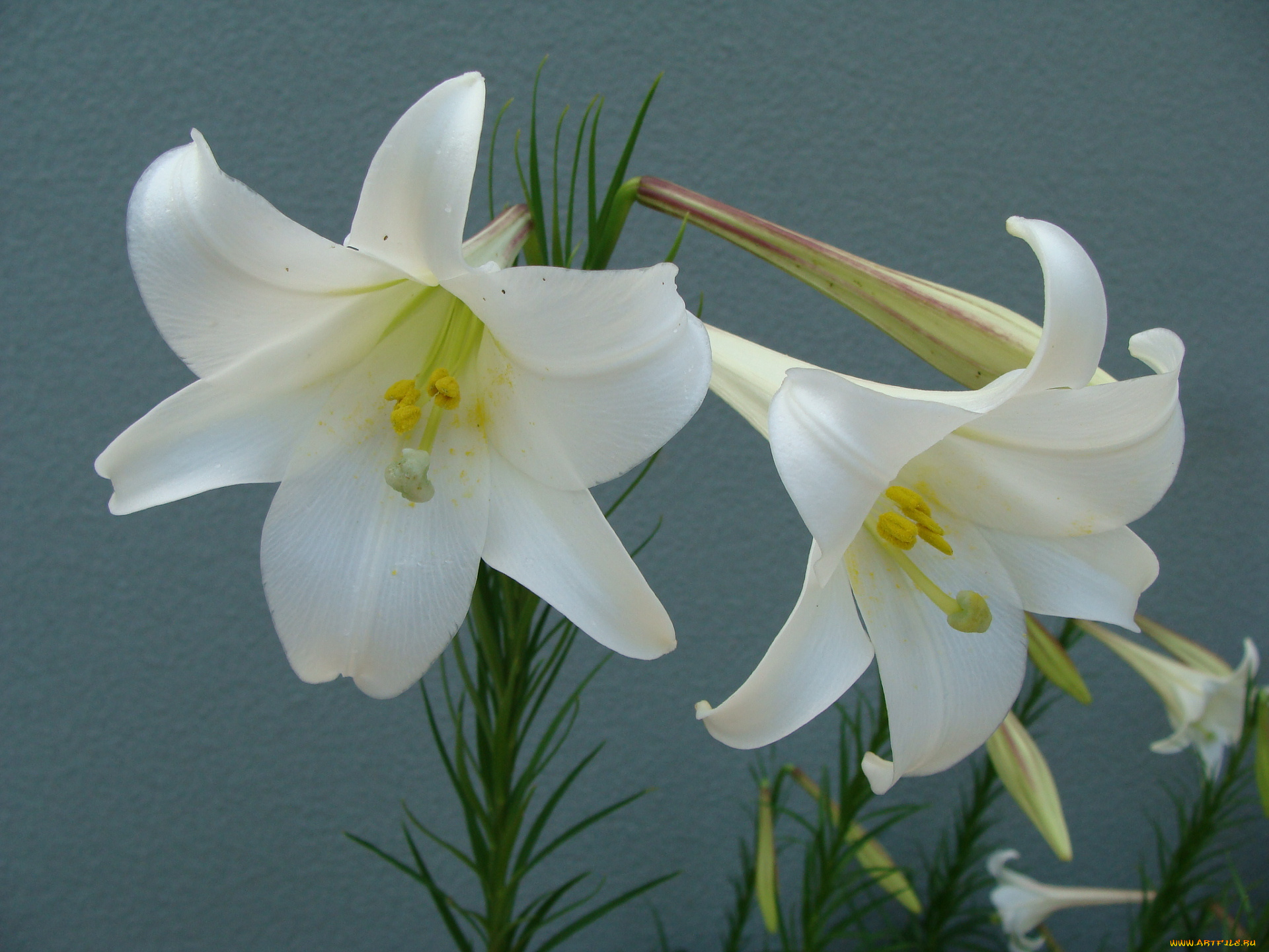 цветы, лилии, лилейники, синий, лепестки