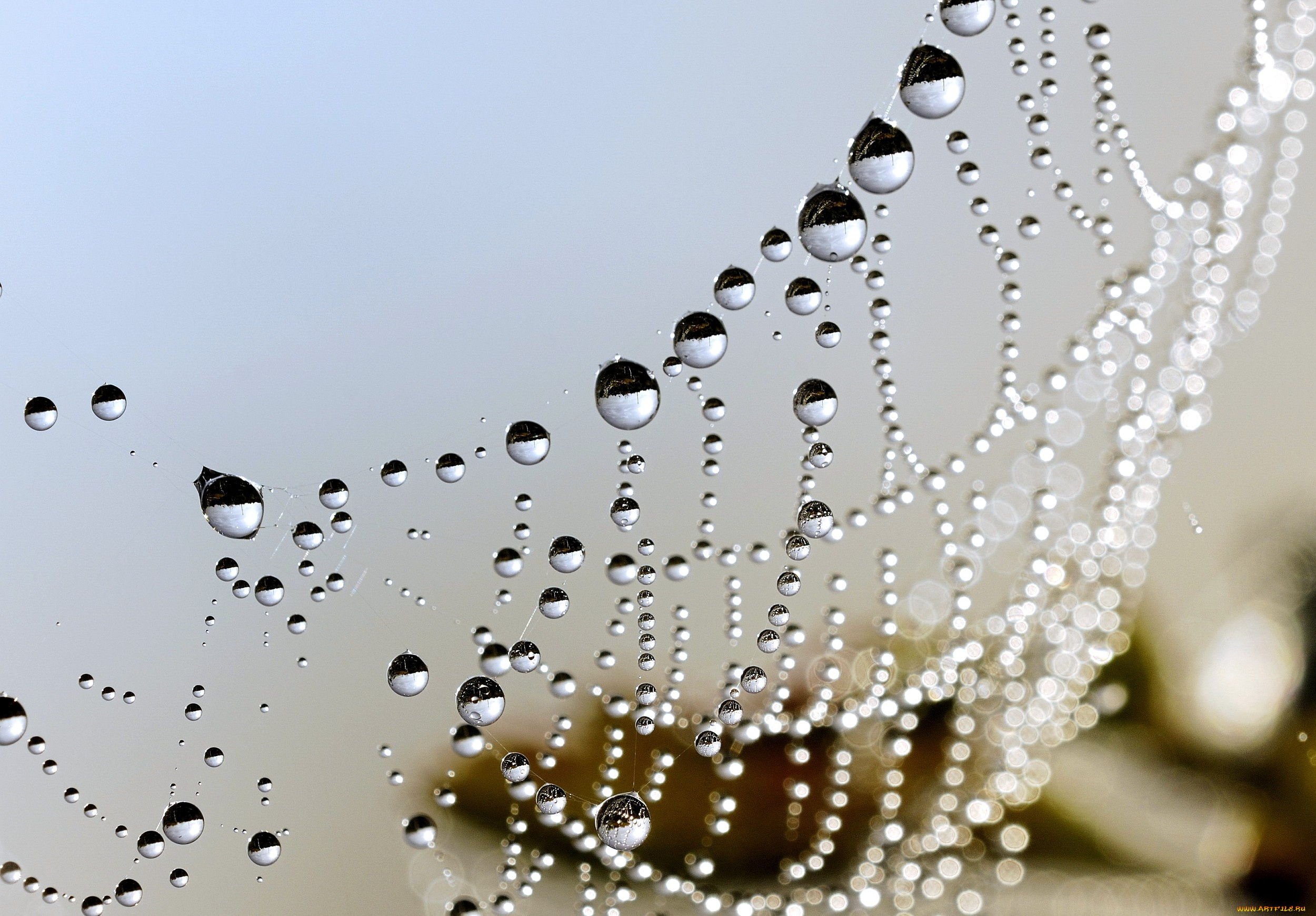 природа, макро, капли, паутина