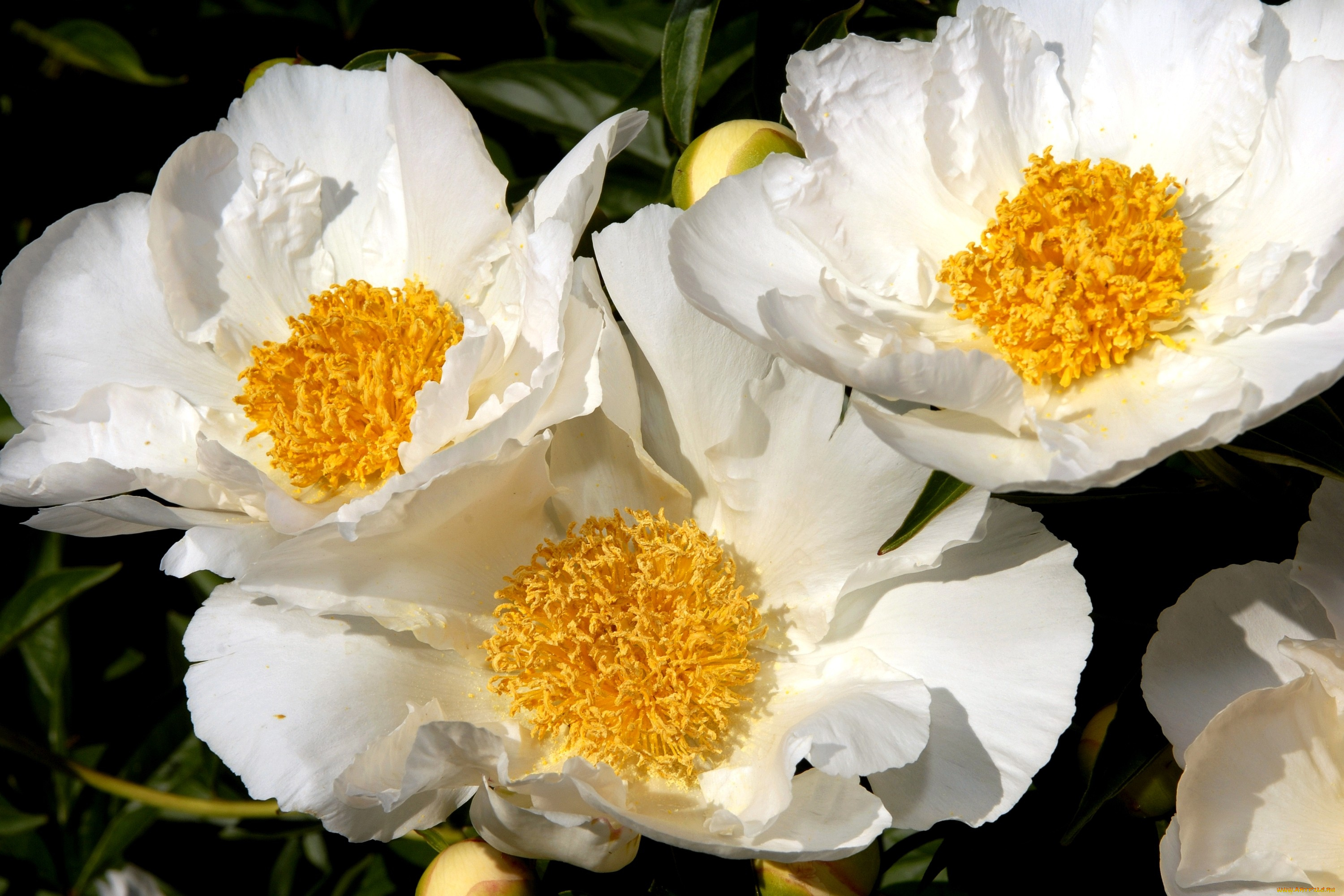 цветы, пионы, серединка, белый, большой