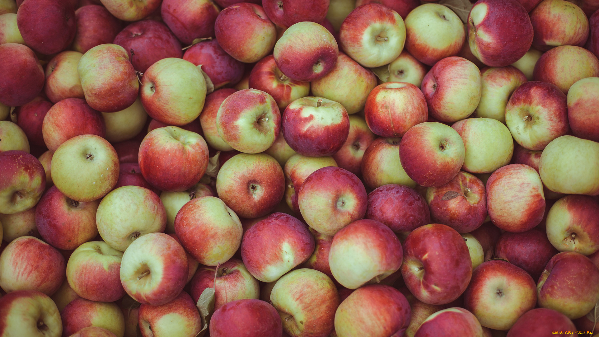 еда, Яблоки, урожай
