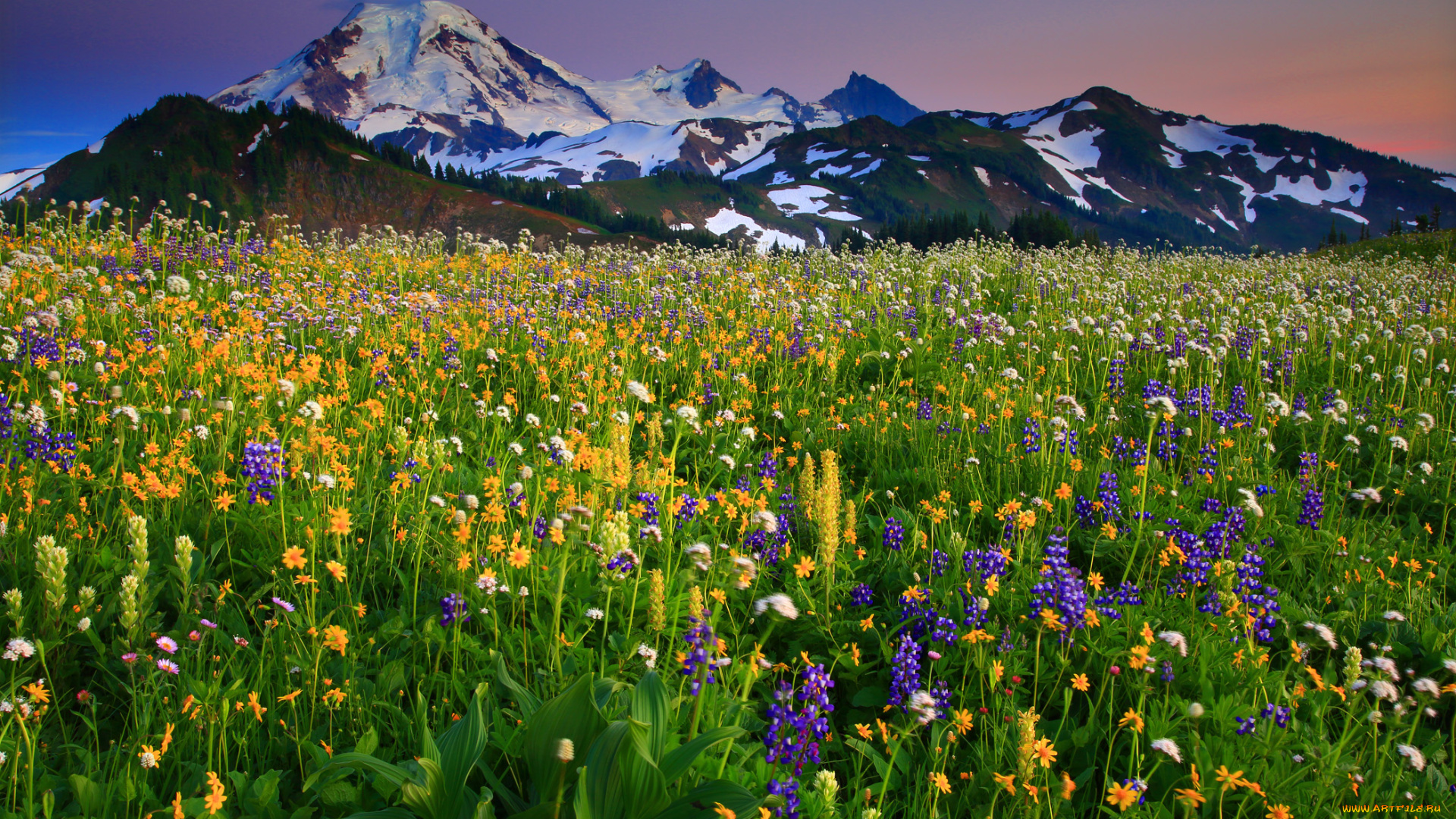 mount, baker, washington, природа, луга, вулкан, бейкер, вашингтон, цветы, горы