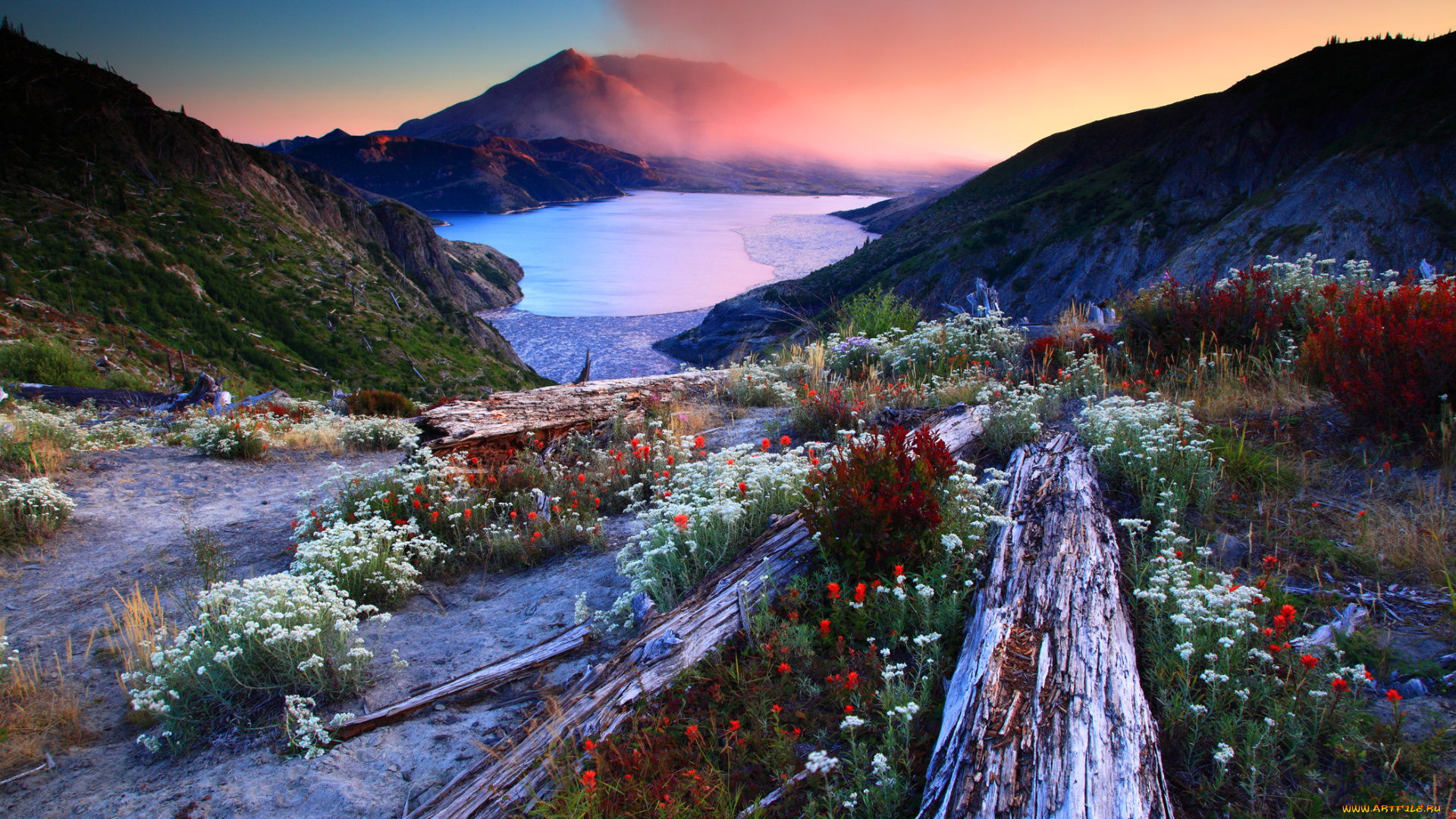 mount, saint, helens, national, volcanic, monument, washington, природа, реки, озера, озеро, спирит, закат, сент-хеленс, гора, святой, елены, spirit, lake, цветы