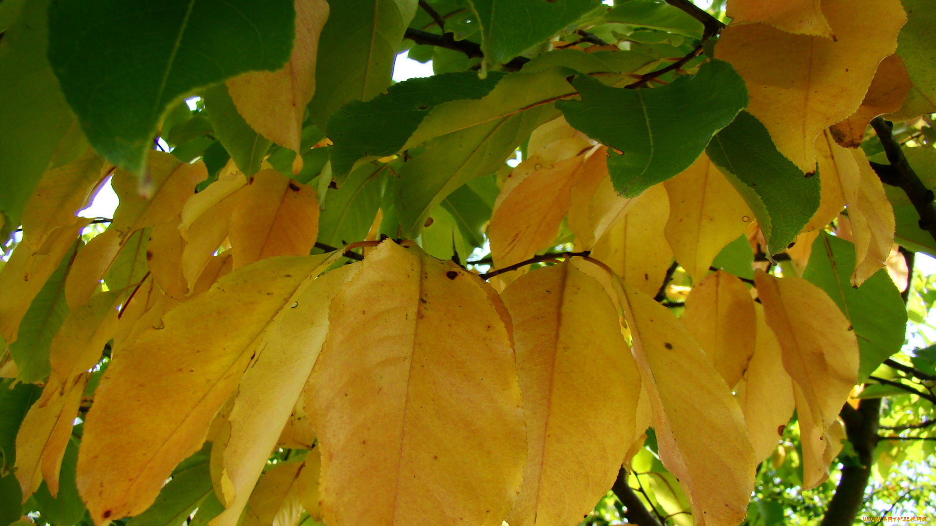 осень, природа, листья