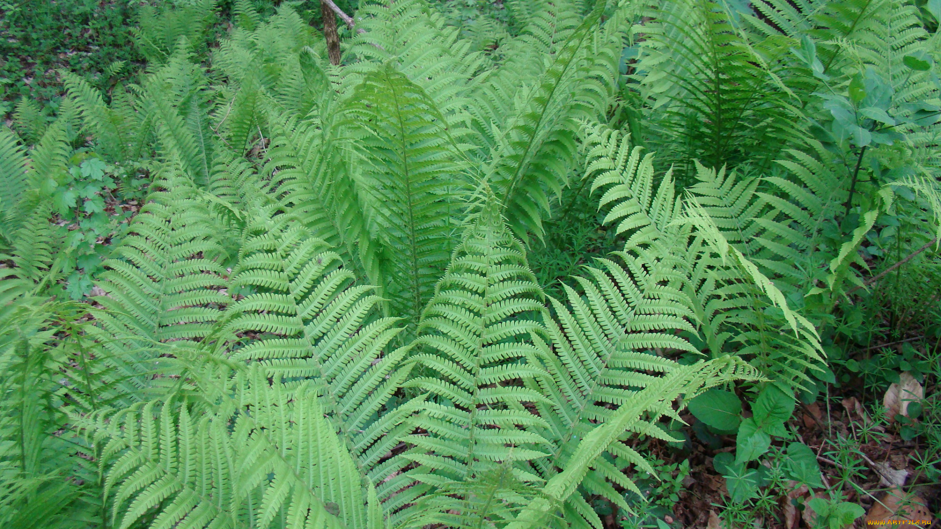 папоротник, природа, листья