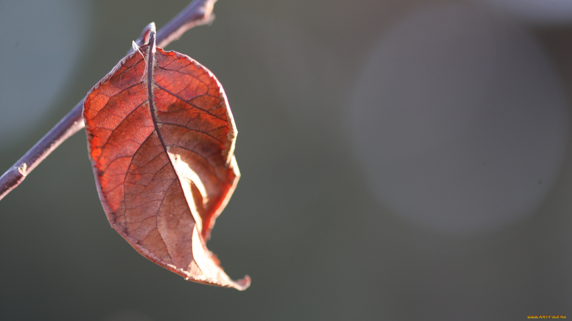природа, листья, осень, лист