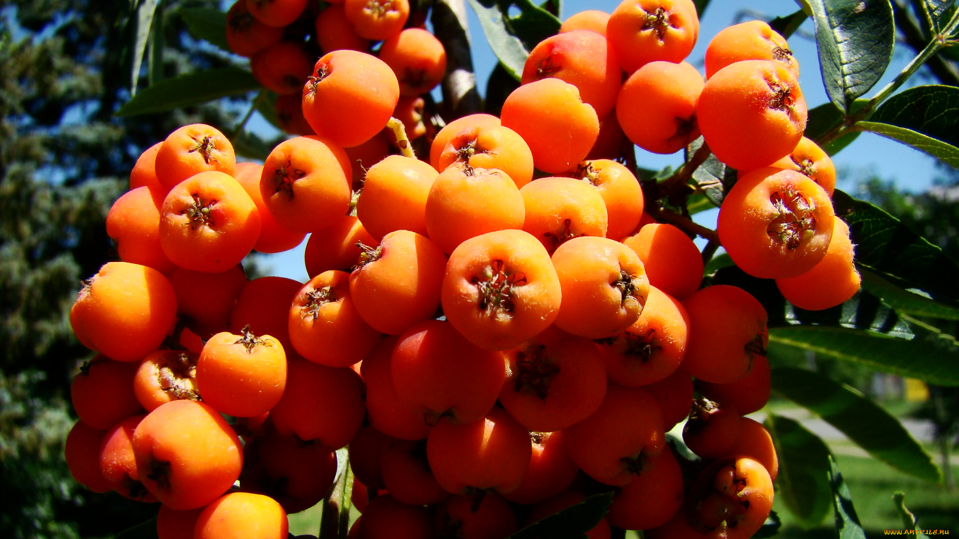 рябина, природа, Ягоды, ягоды