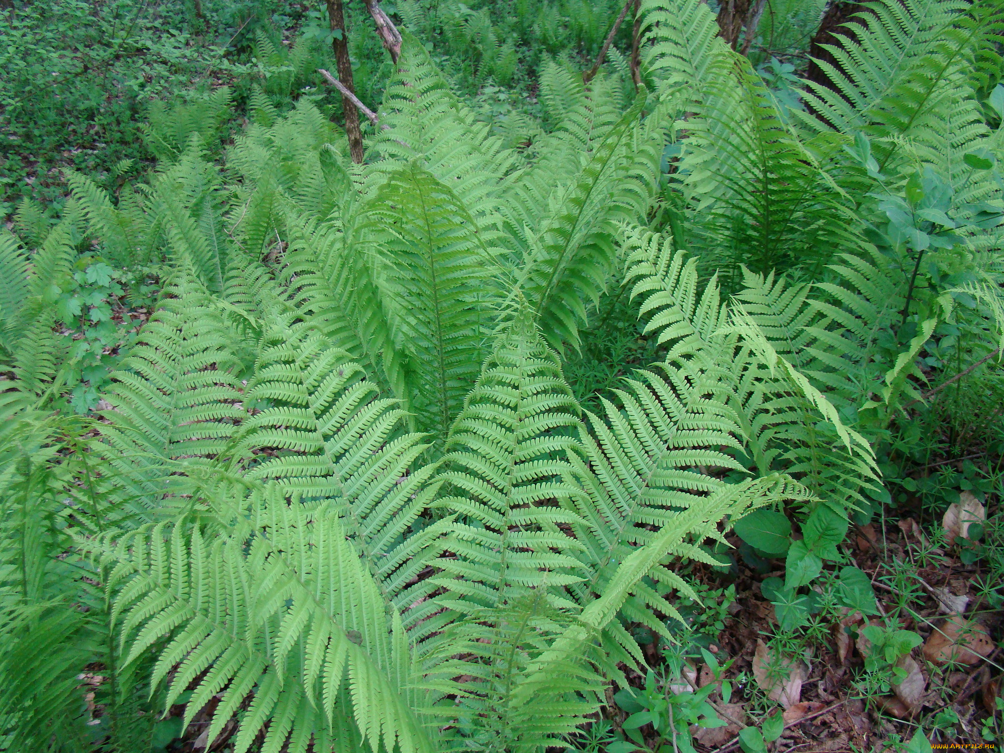 папоротник, природа, листья