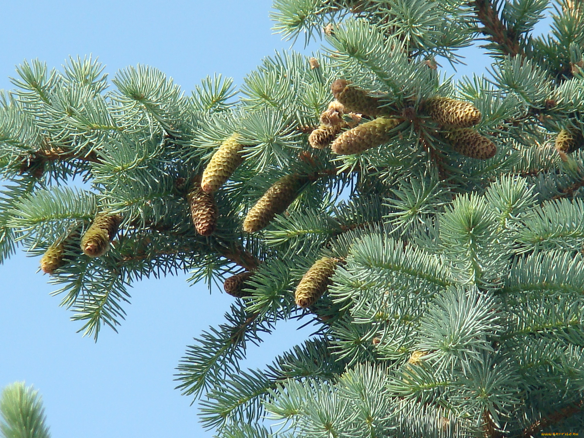 природа, шишки, жёлуди, каштаны