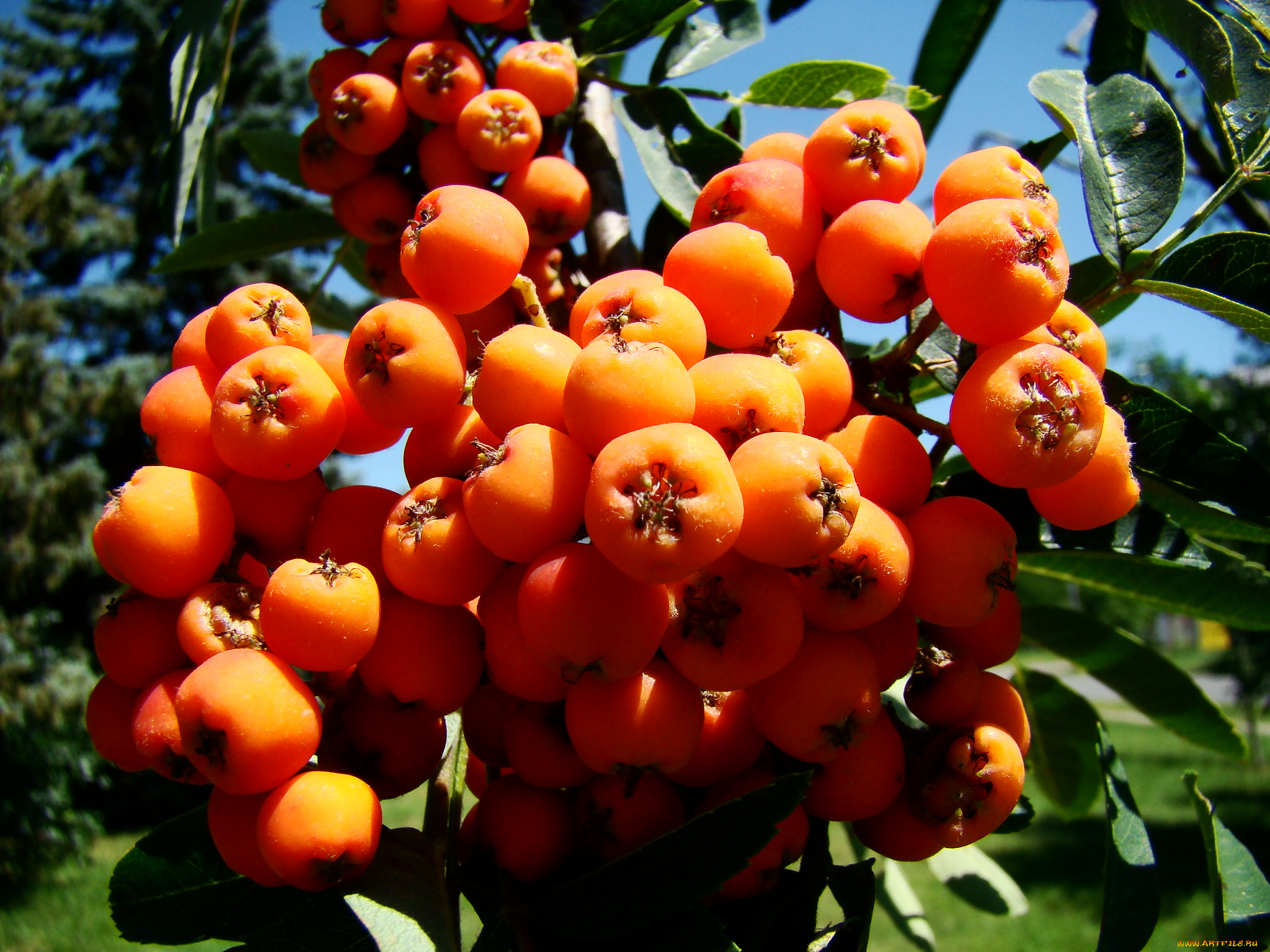 рябина, природа, Ягоды, ягоды