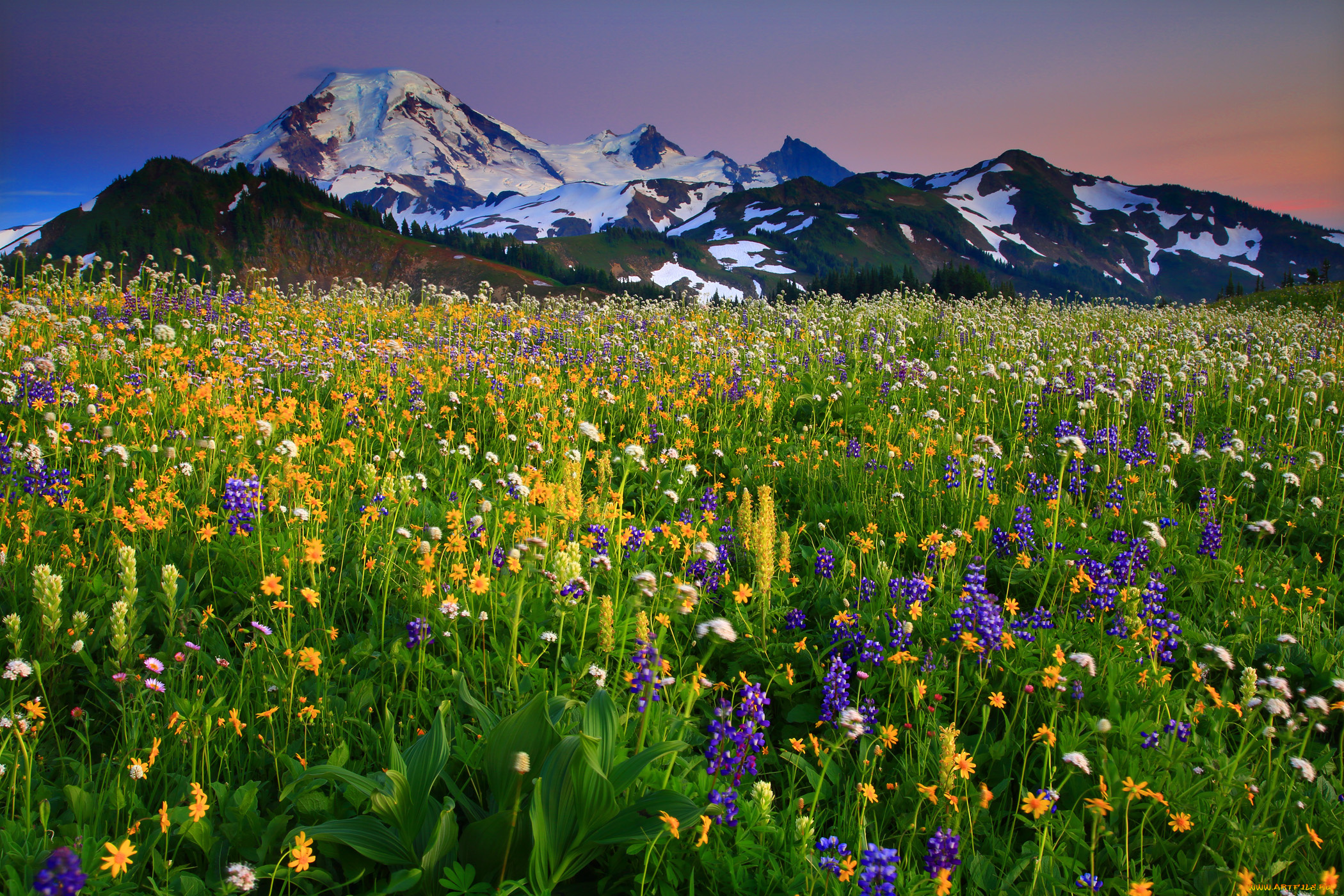 mount, baker, washington, природа, луга, вулкан, бейкер, вашингтон, цветы, горы