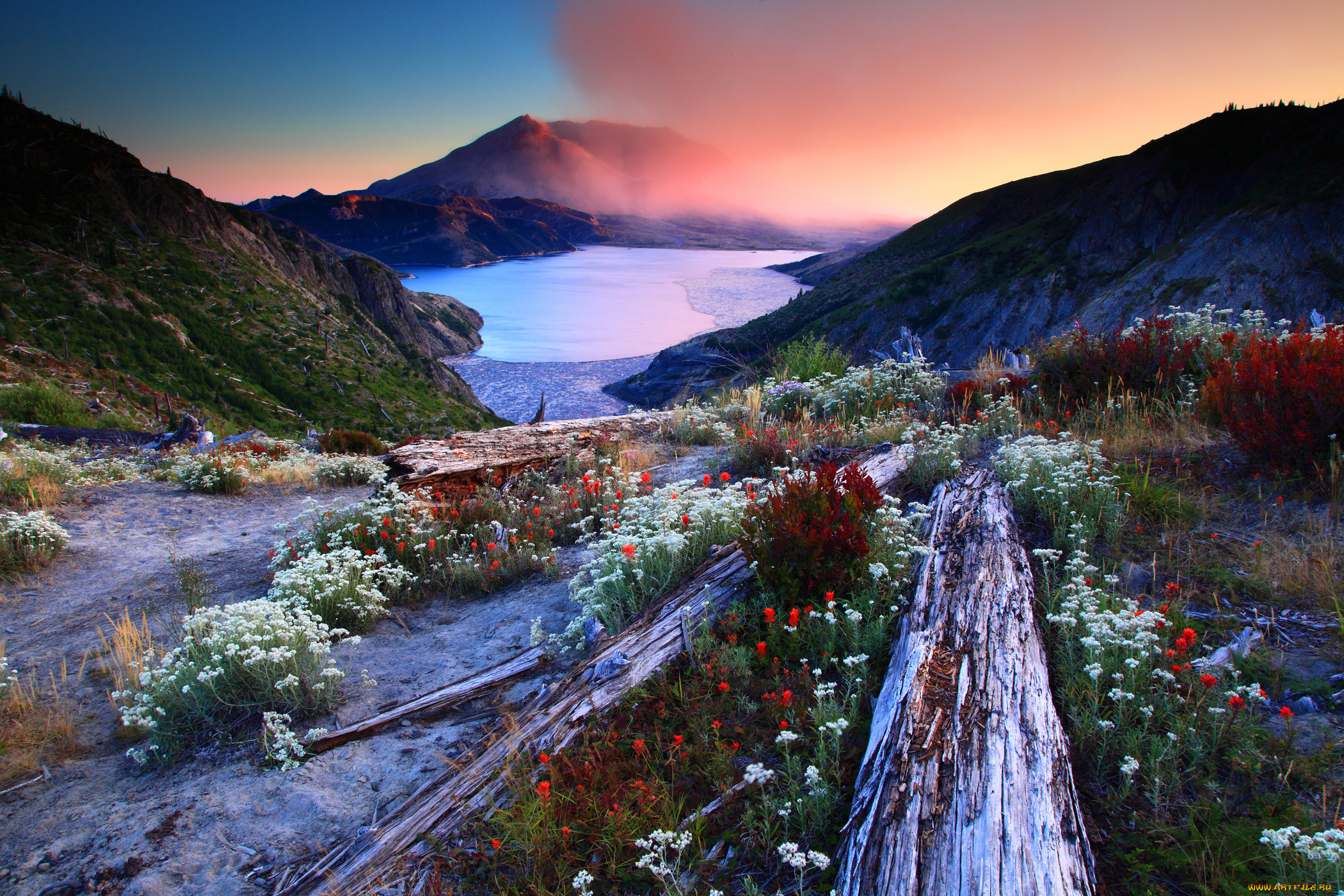 mount, saint, helens, national, volcanic, monument, washington, природа, реки, озера, озеро, спирит, закат, сент-хеленс, гора, святой, елены, spirit, lake, цветы