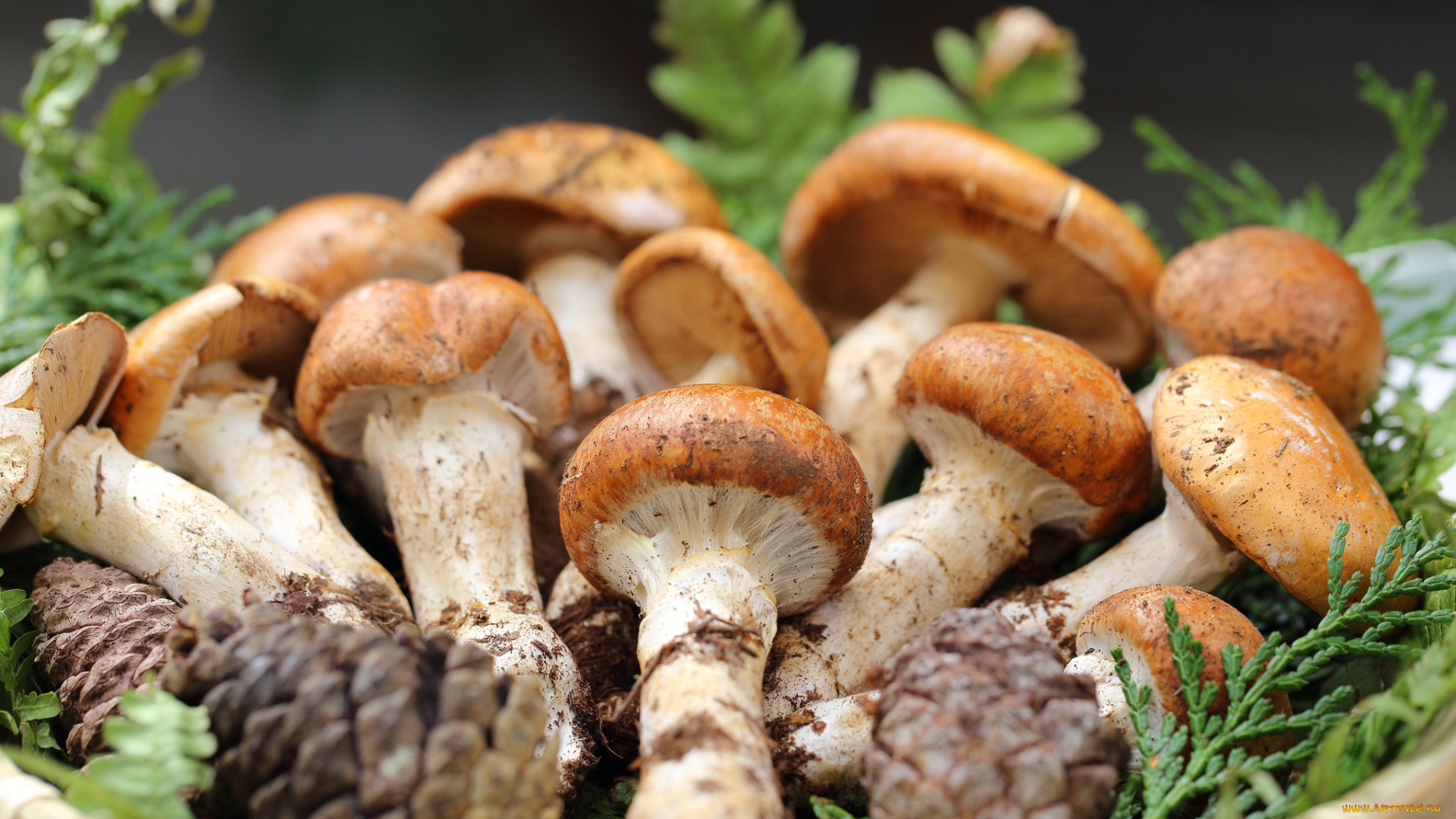 еда, грибы, , грибные, блюда, cones, mushrooms, branches, шишки, ветки