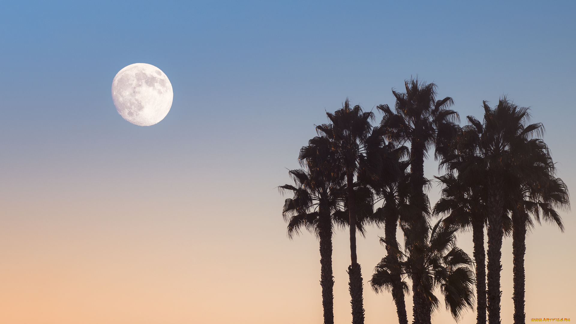 природа, деревья, небо, луна, пальмы