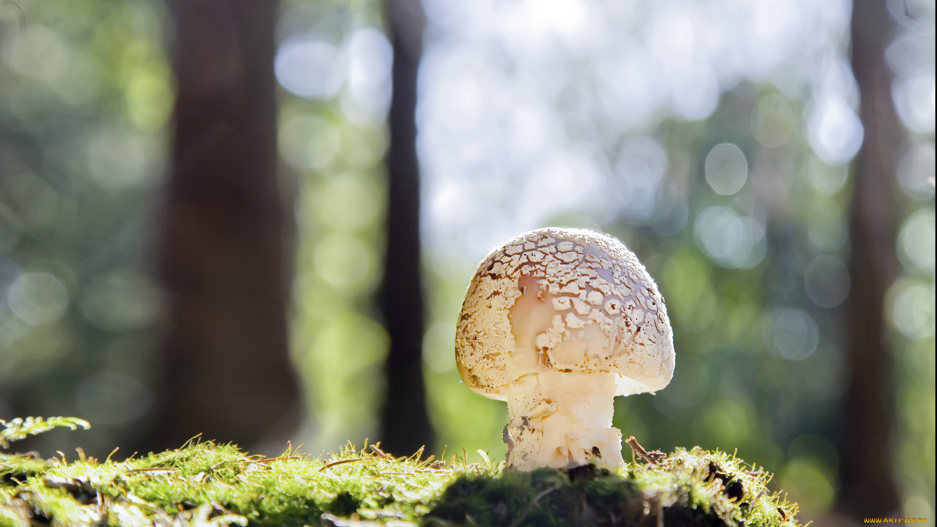 природа, грибы, гриб, мох, лес