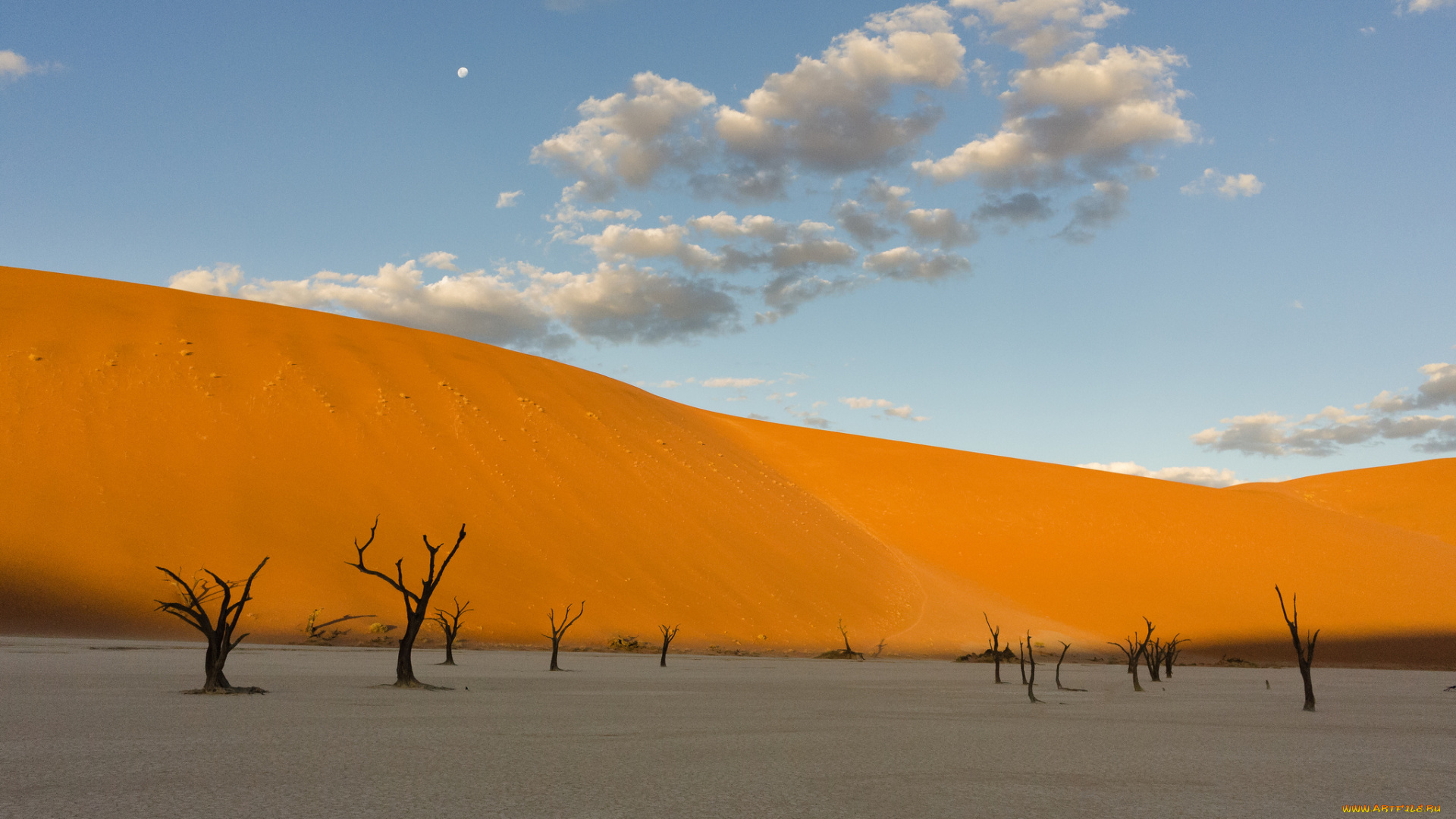 природа, пустыни, пустыня, песок, дерево, корявое, небо