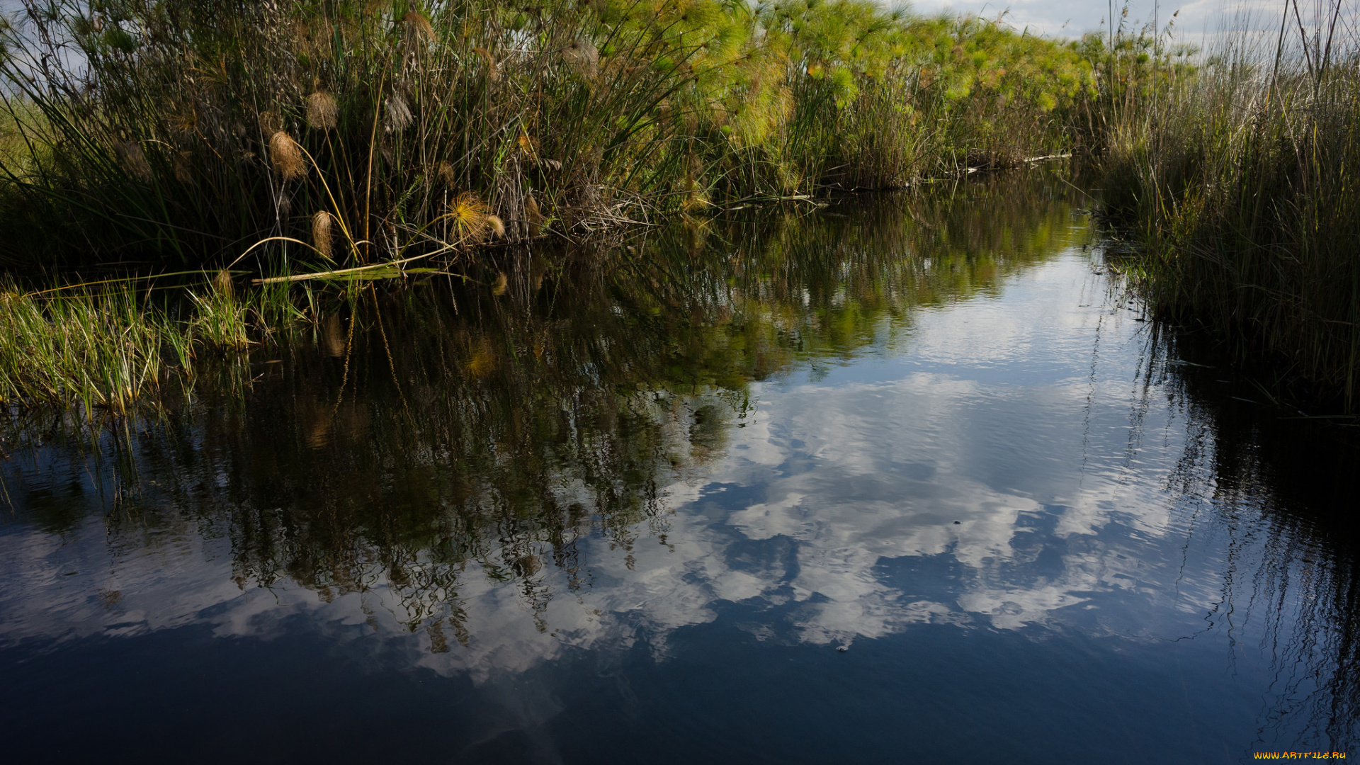 природа, реки, озера, озеро, камыши, вода, дерево, облака, отражение