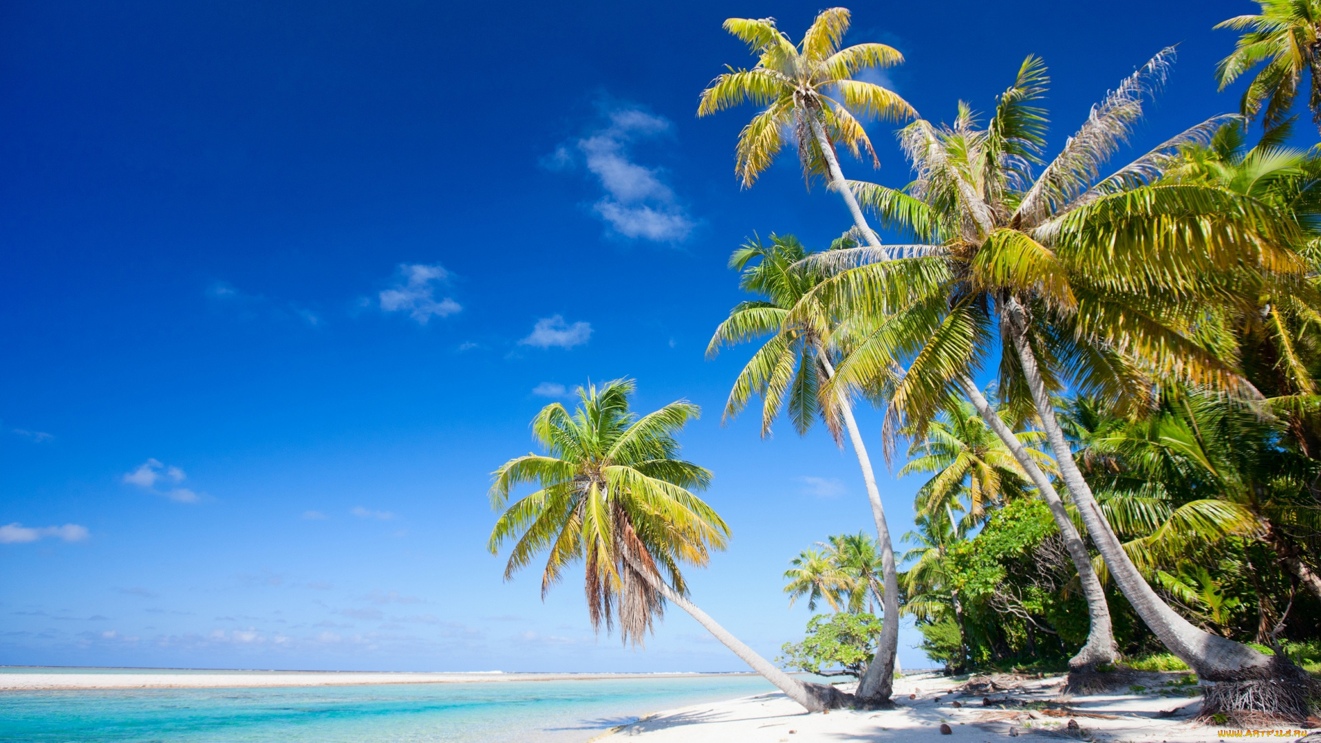 природа, тропики, пальмы, берег, море, пляж