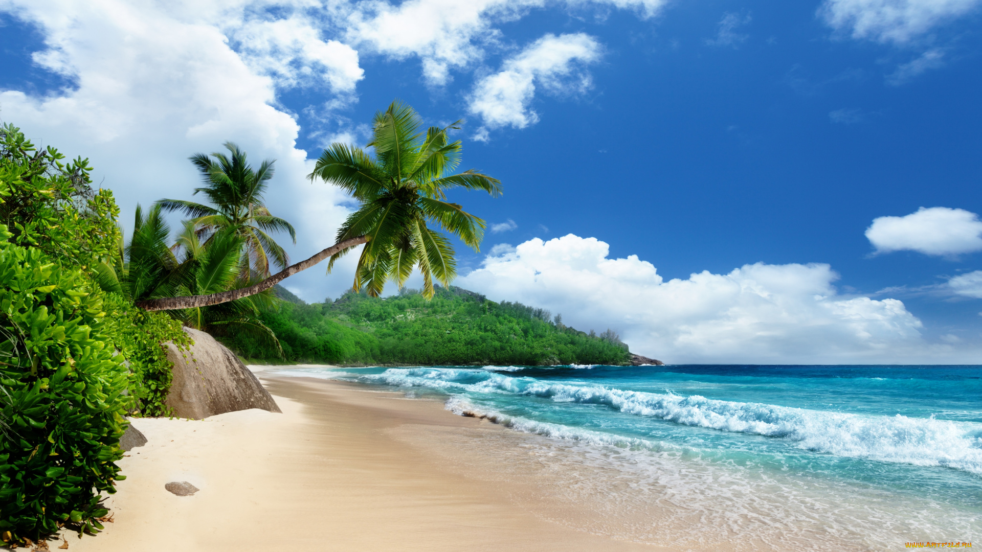 природа, тропики, пальмы, берег, пляж, море