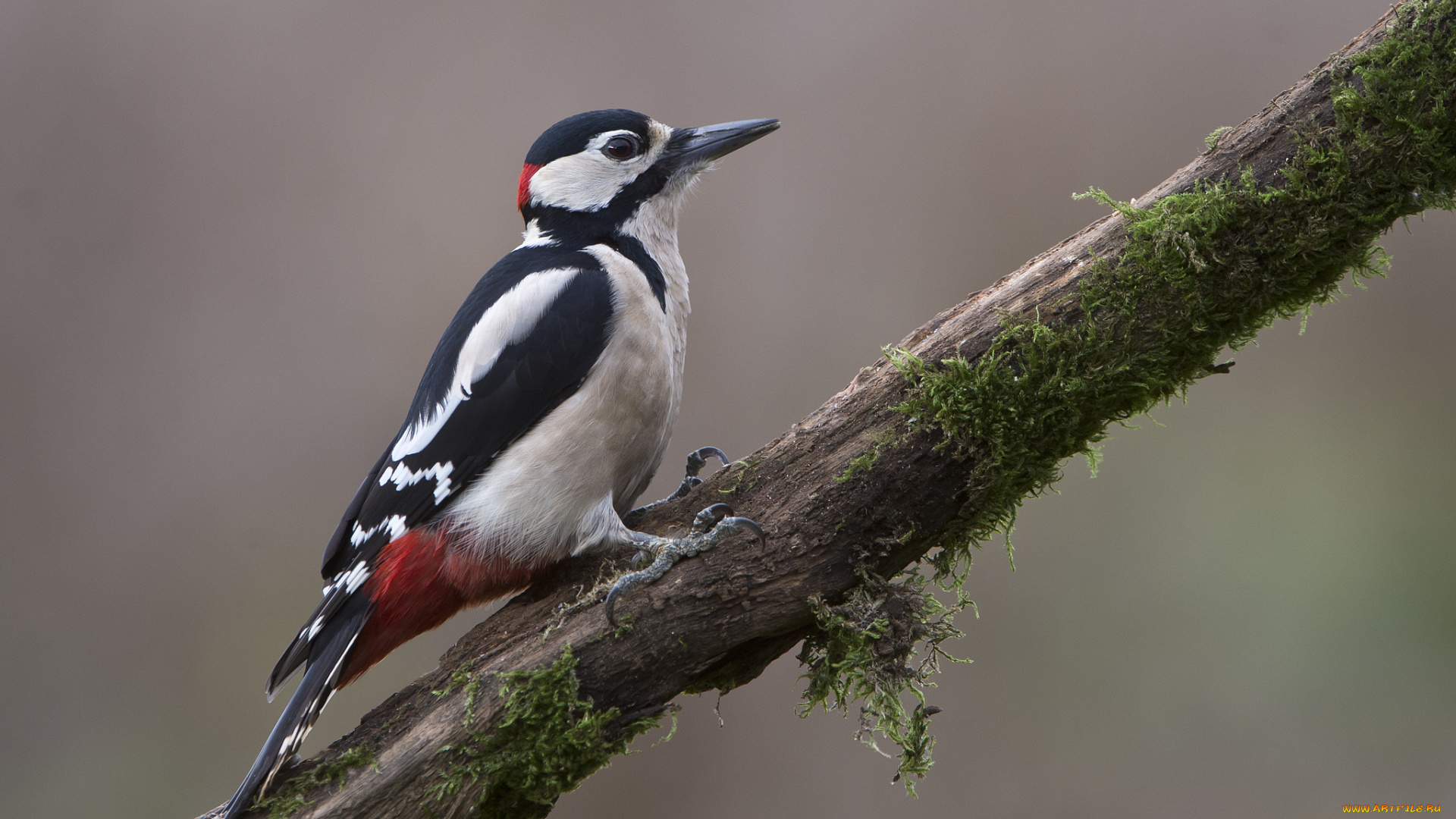 животные, дятлы, сук, дятел