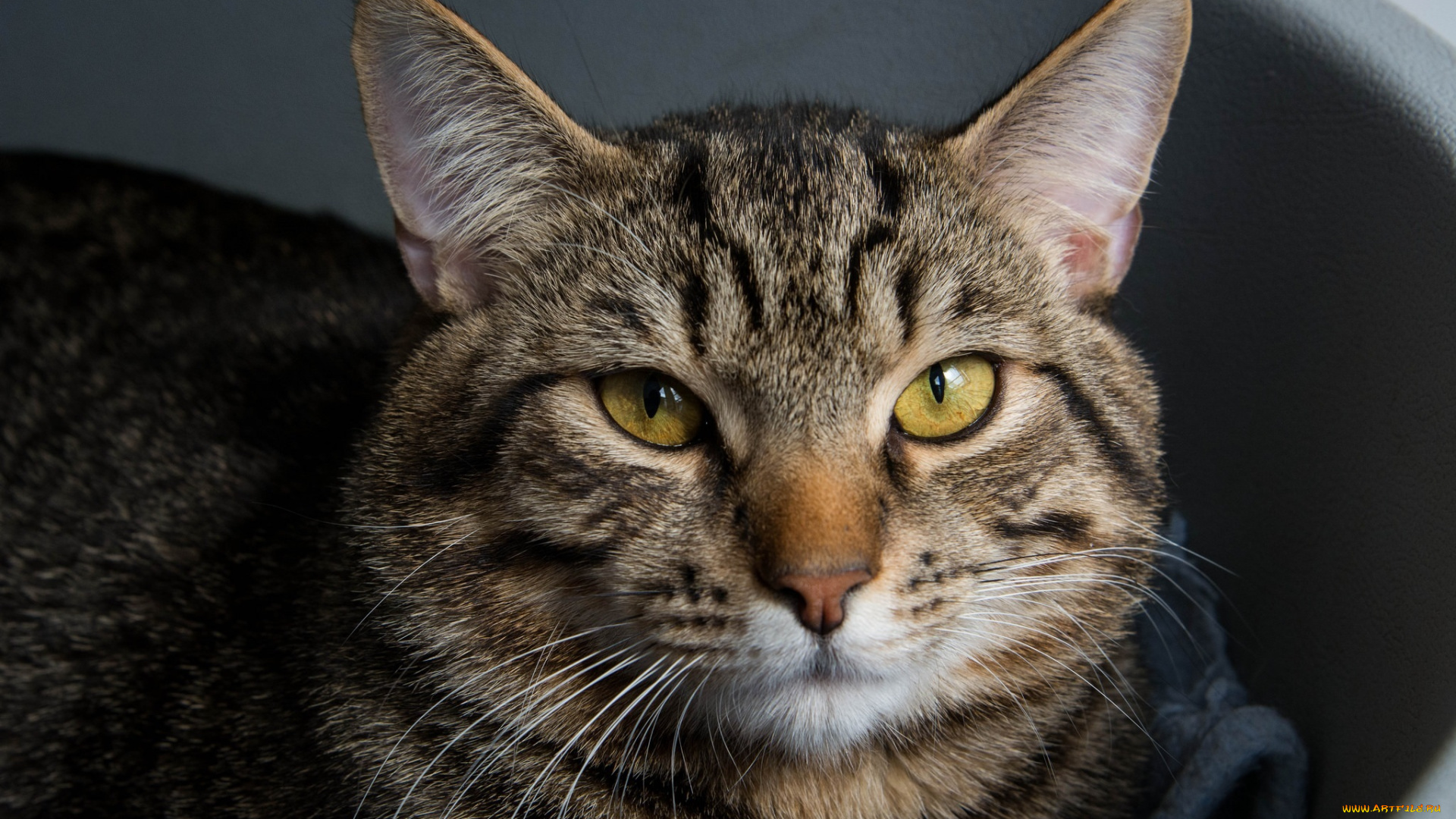 животные, коты, морда