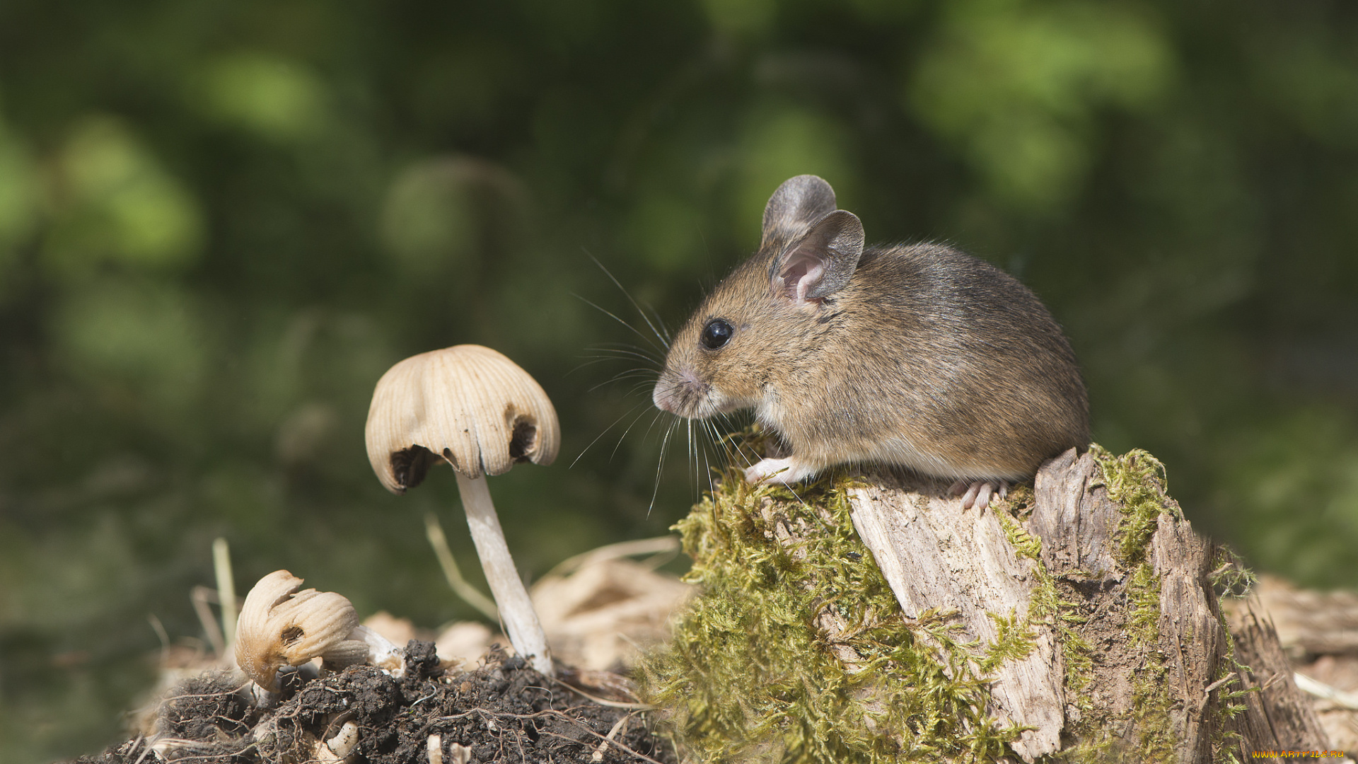 животные, крысы, , мыши, мышка, гриб