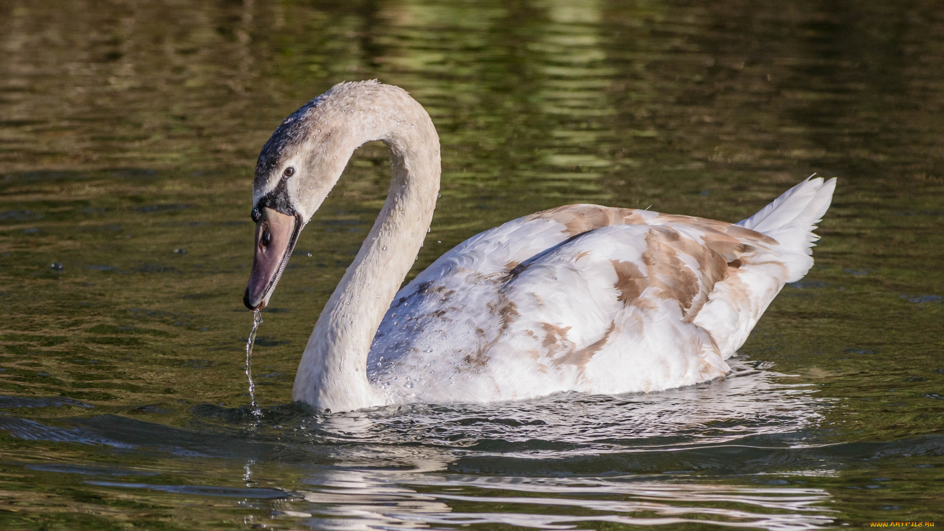 животные, лебеди, капли, вода, грация, шея