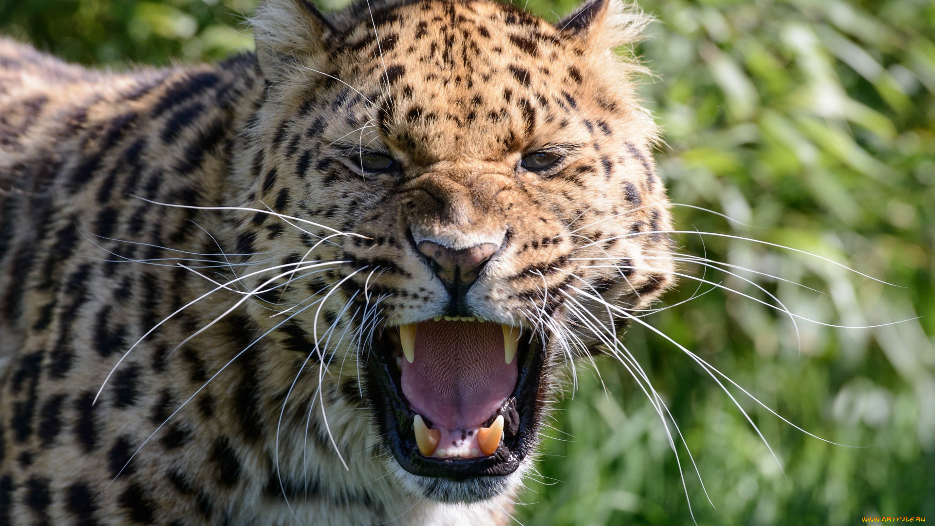 животные, леопарды, клыки, пасть, угроза, кошка, злость, сердитый, амурский, ярость, оскал, морда