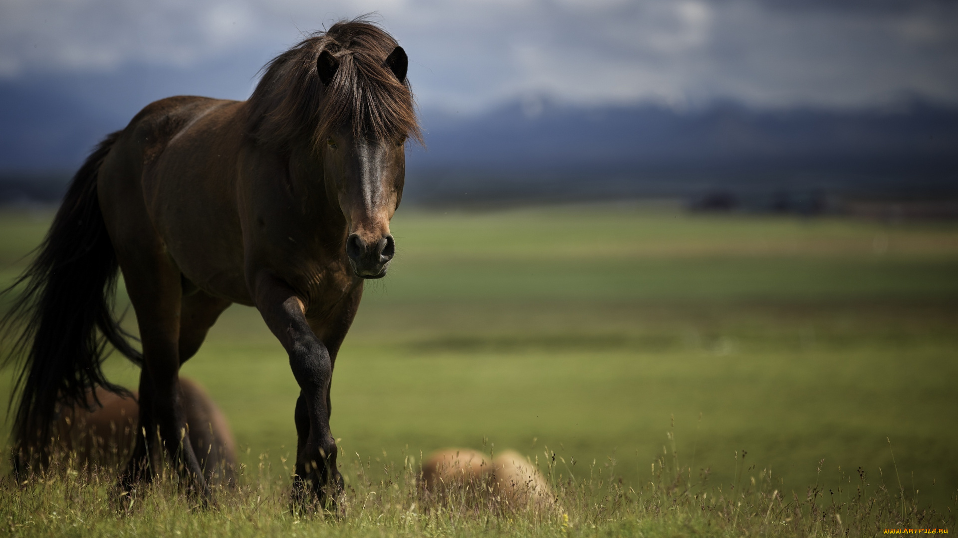животные, лошади, челка, грива, морда, жеребец, конь