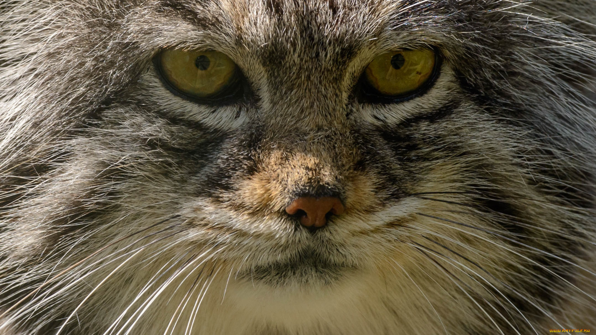 животные, манулы, портрет, морда