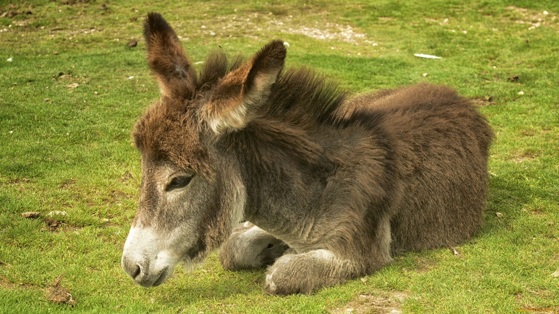 животные, ослы, ослик