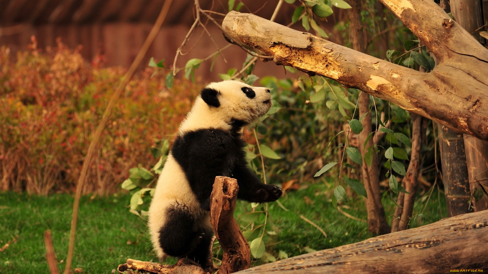 животные, панды, панда, ветки