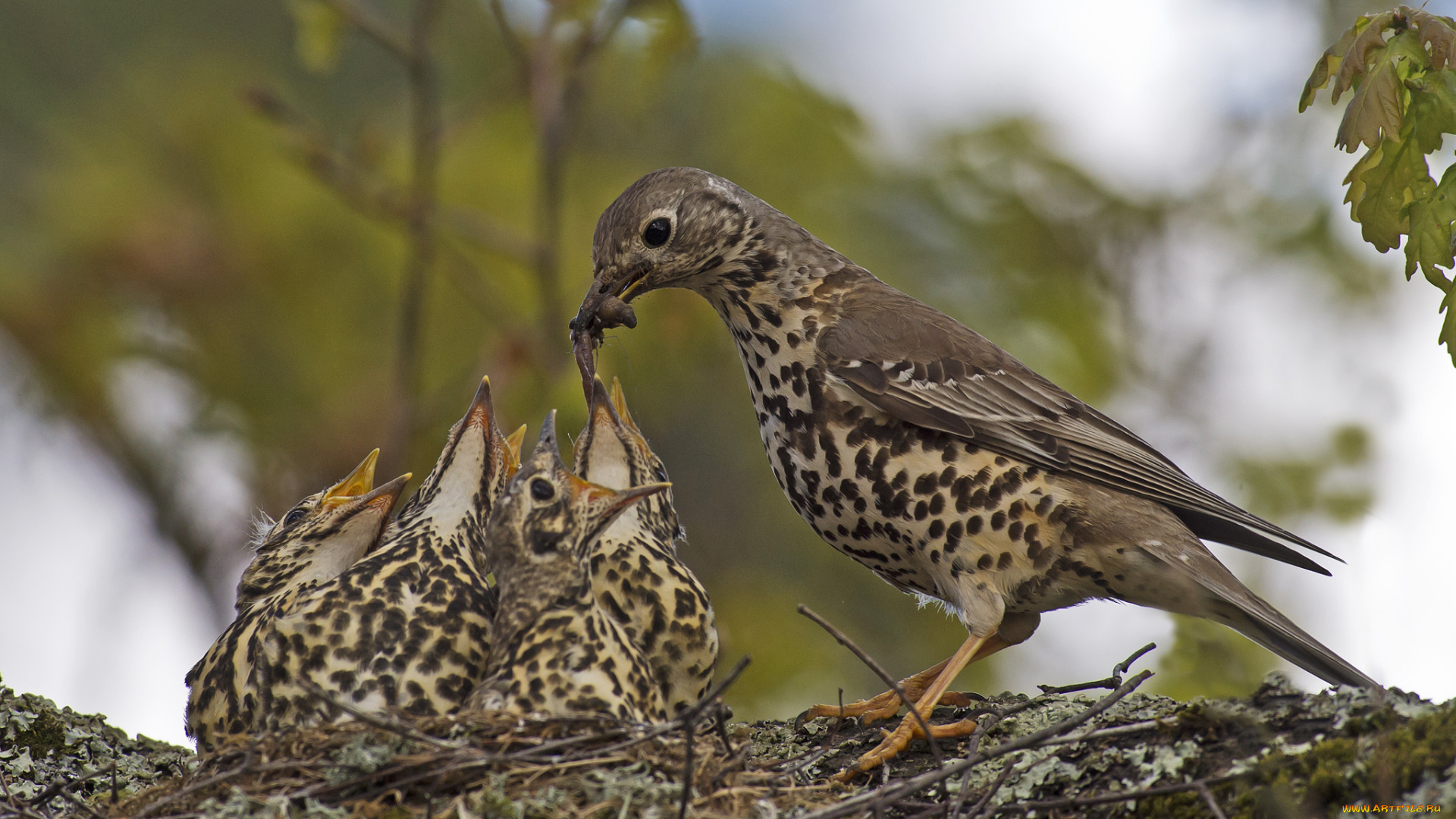 животные, птицы, кормежка, птенцы, гнездо